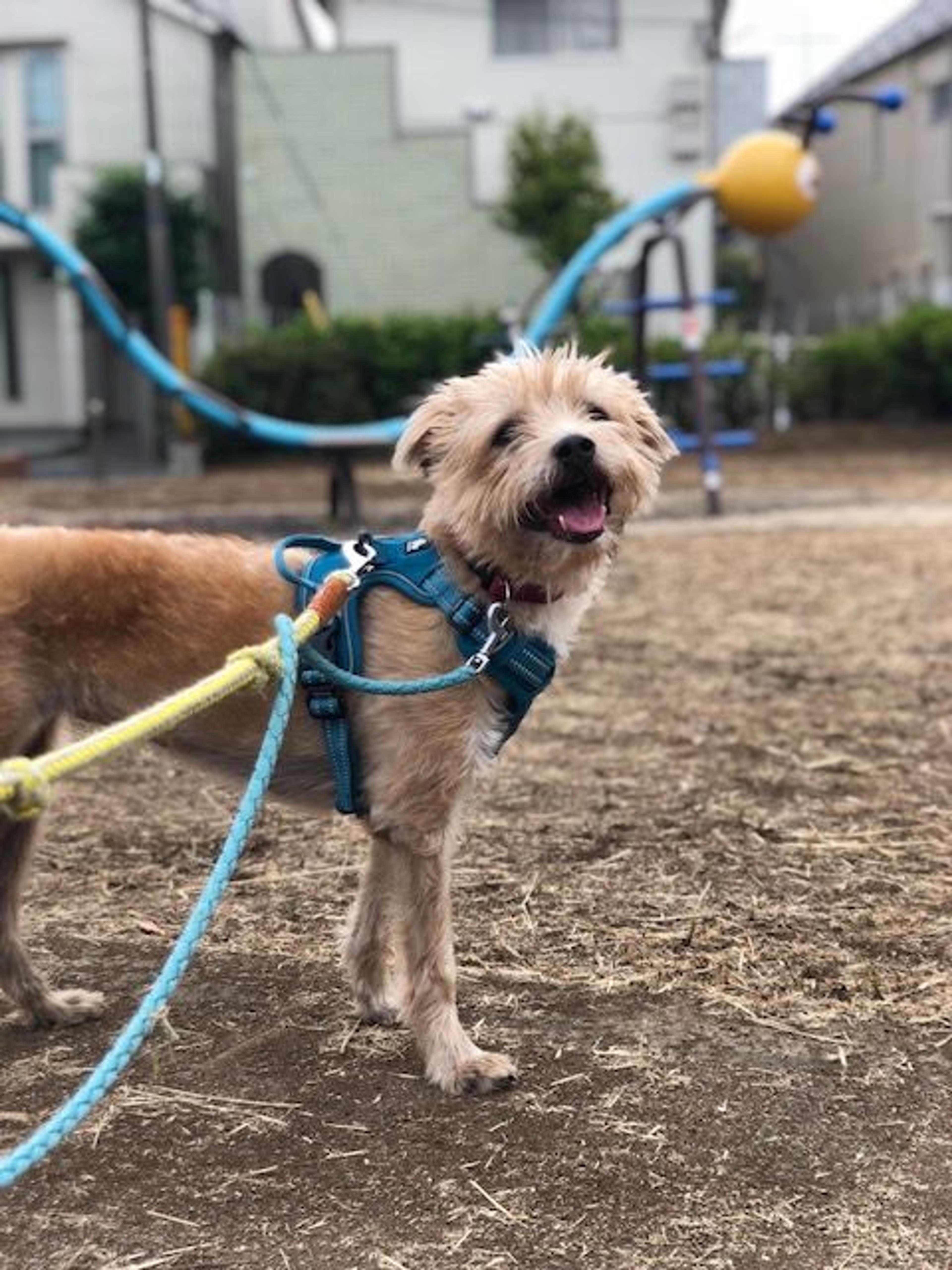 pet-image-3