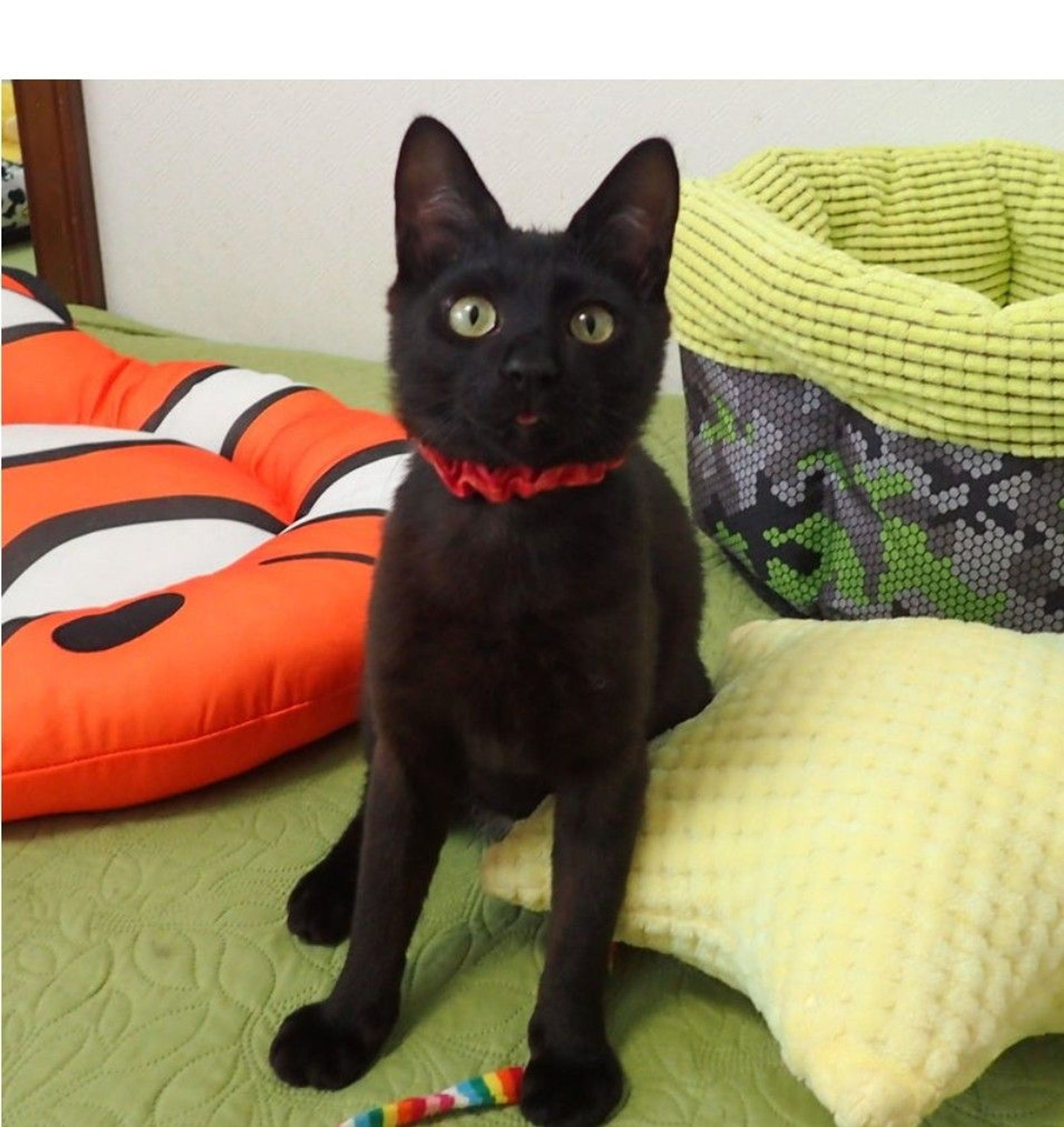 雑種（ミックス猫）・オスの里親募集の写真
