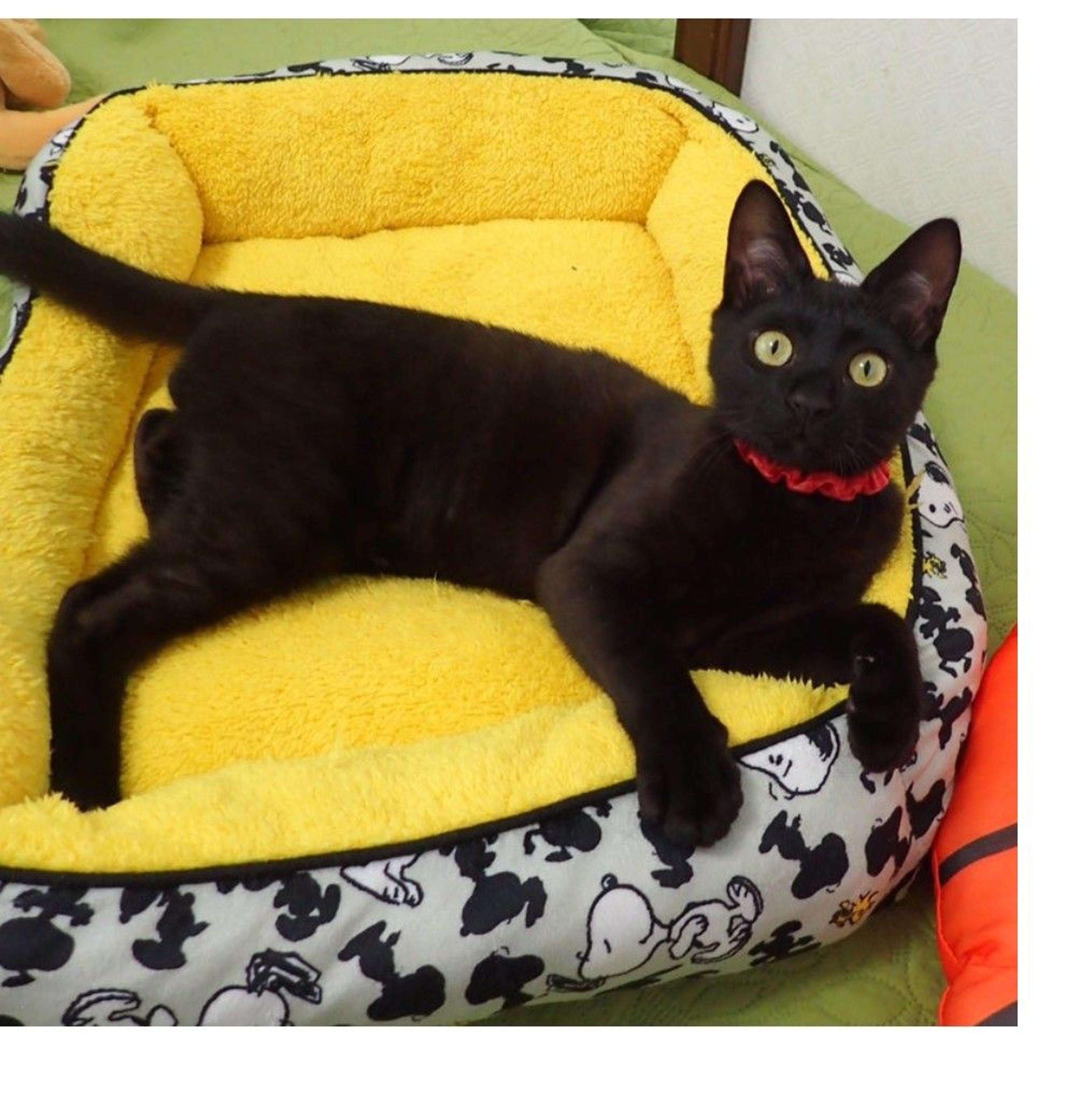 pet-image-2