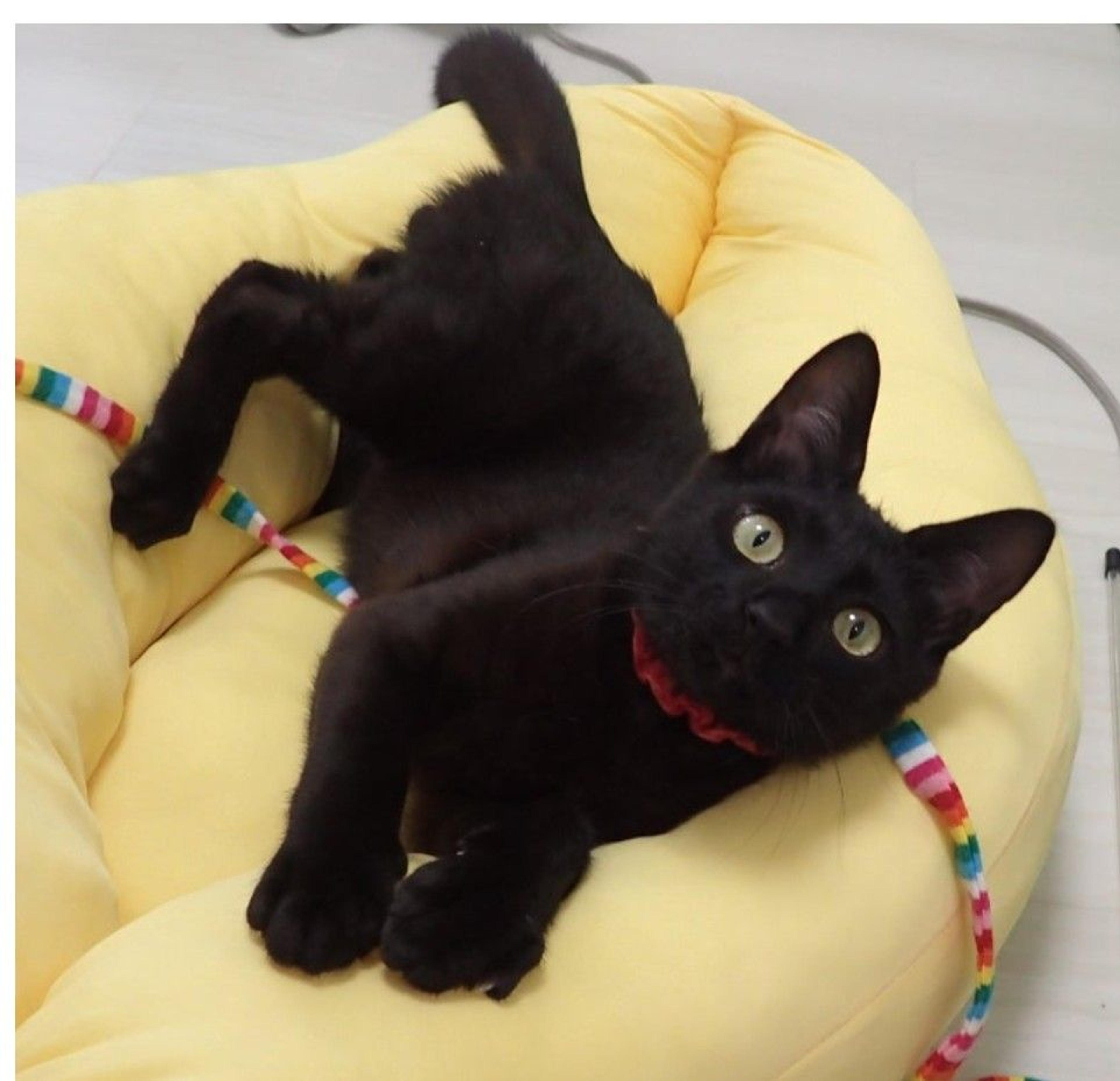 pet-image-3