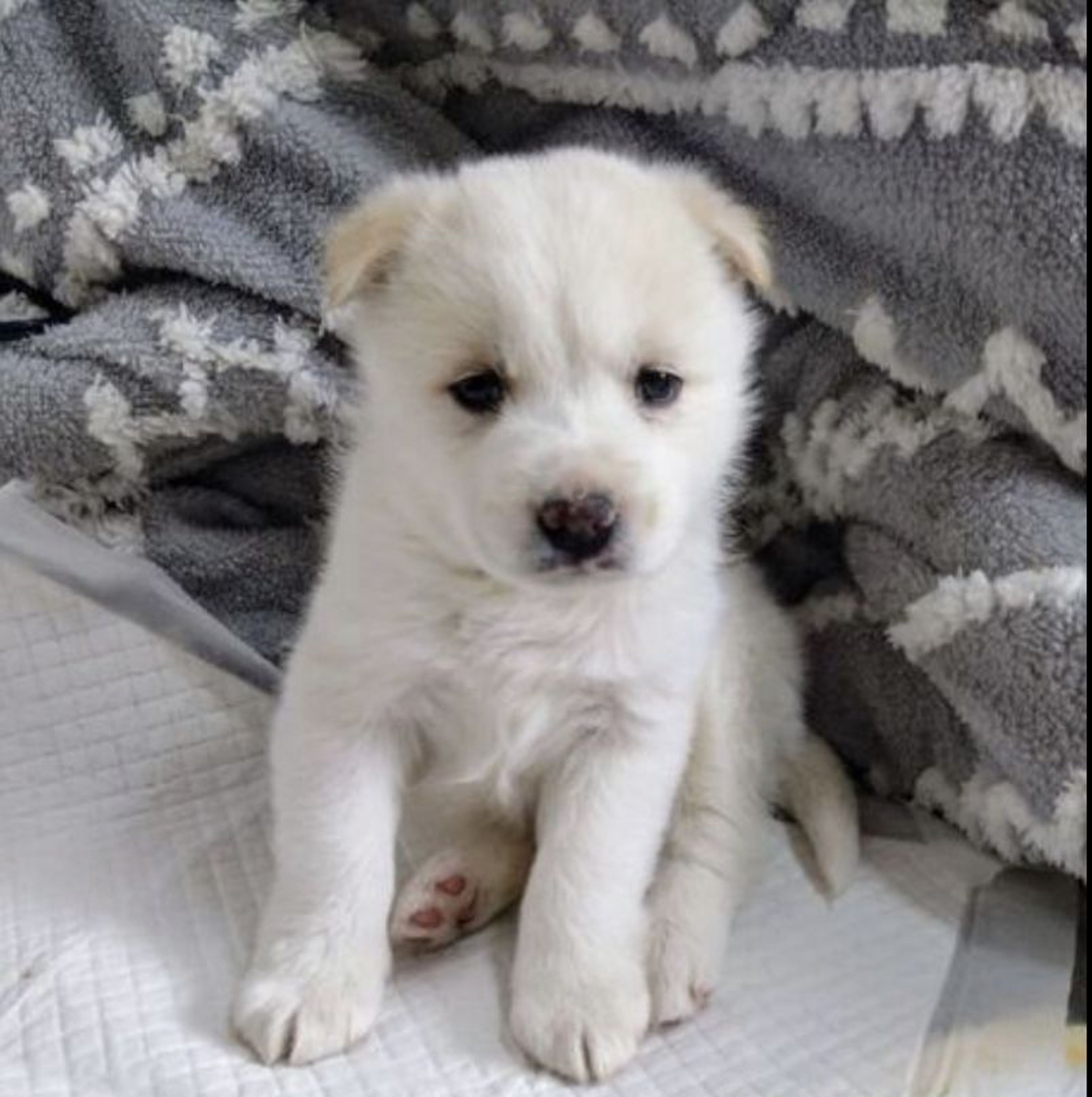 雑種（ミックス犬）・オスの里親募集の写真