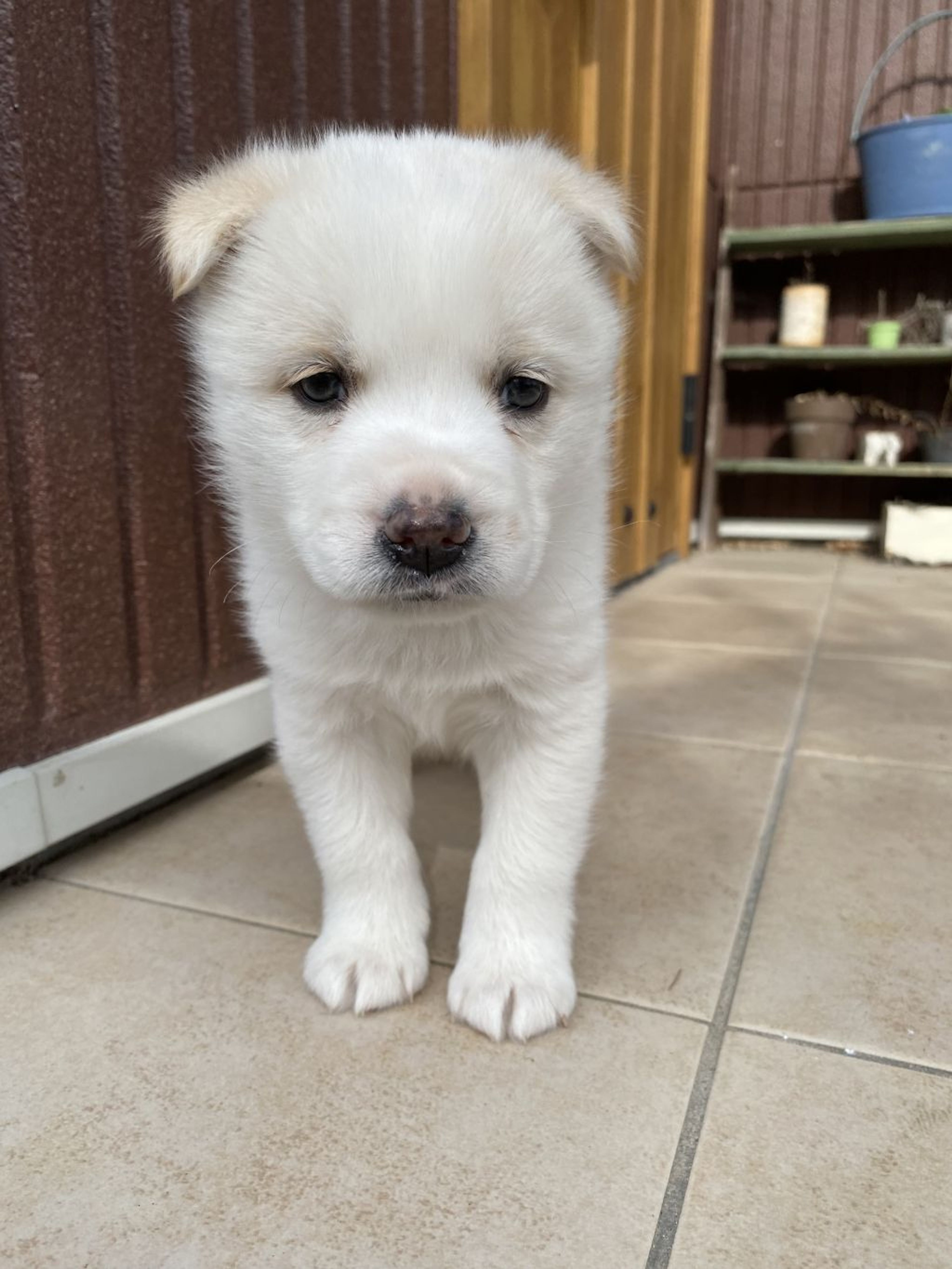 pet-image-2