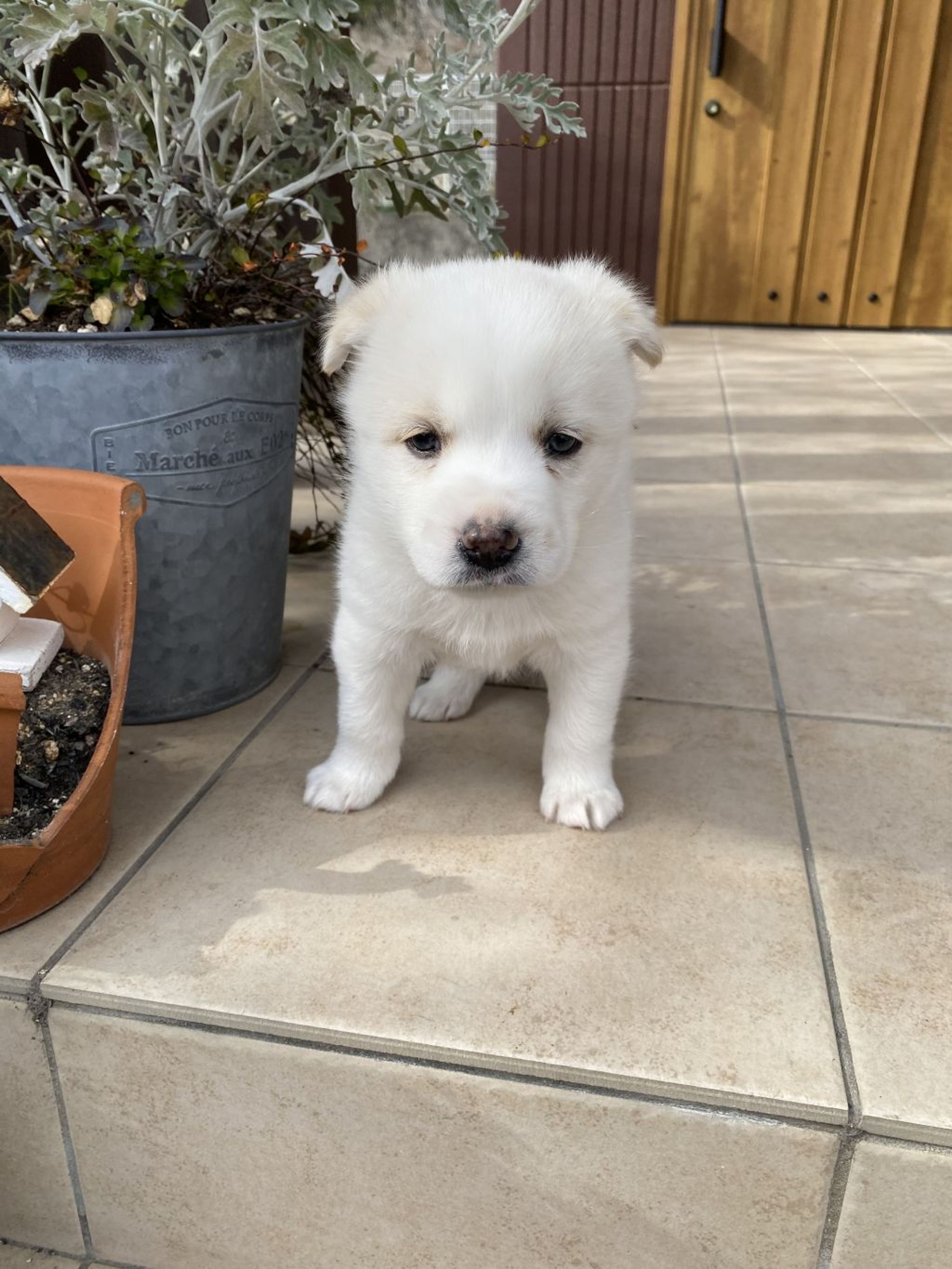 pet-image-3