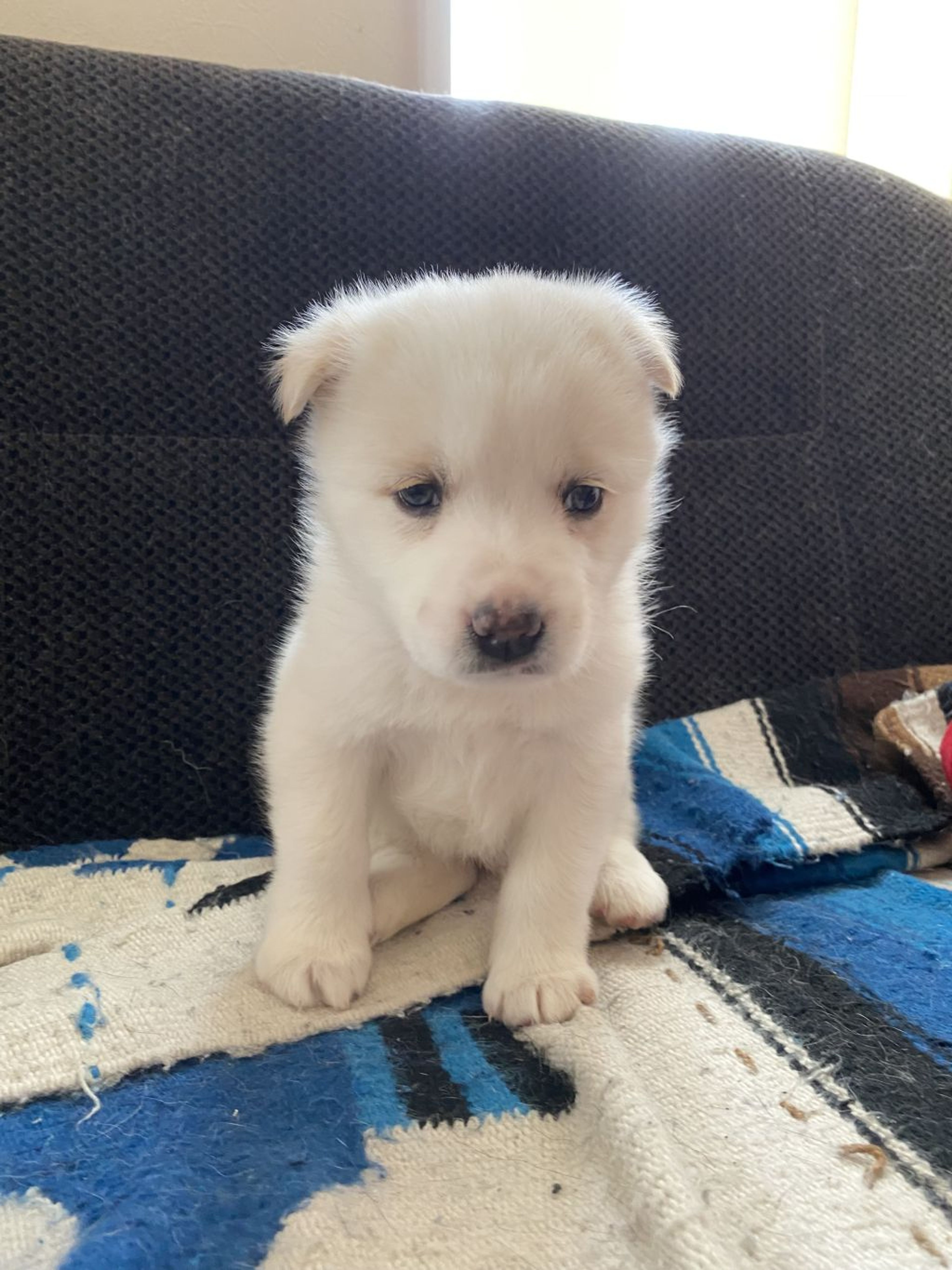 pet-image-5