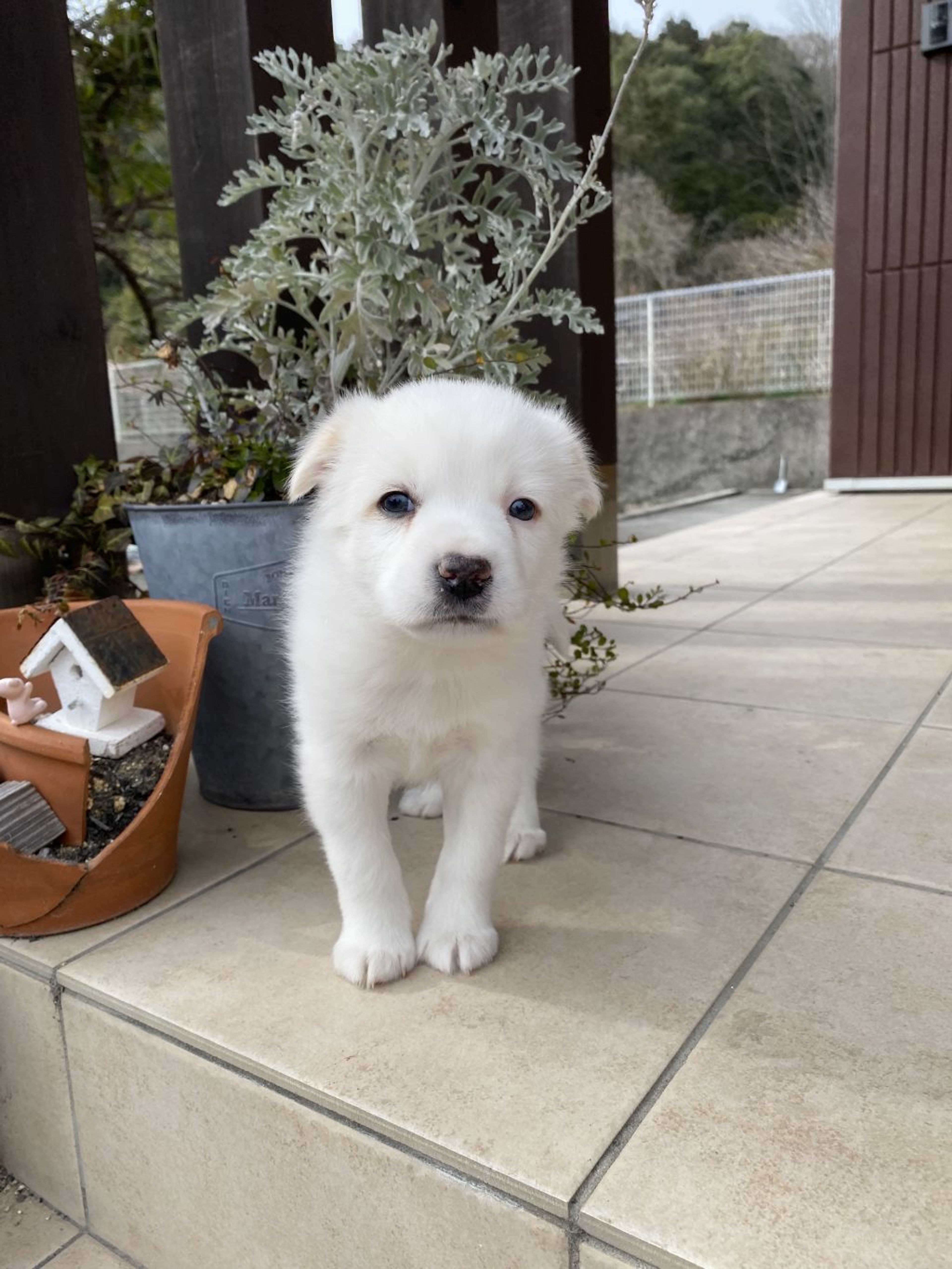pet-image-3