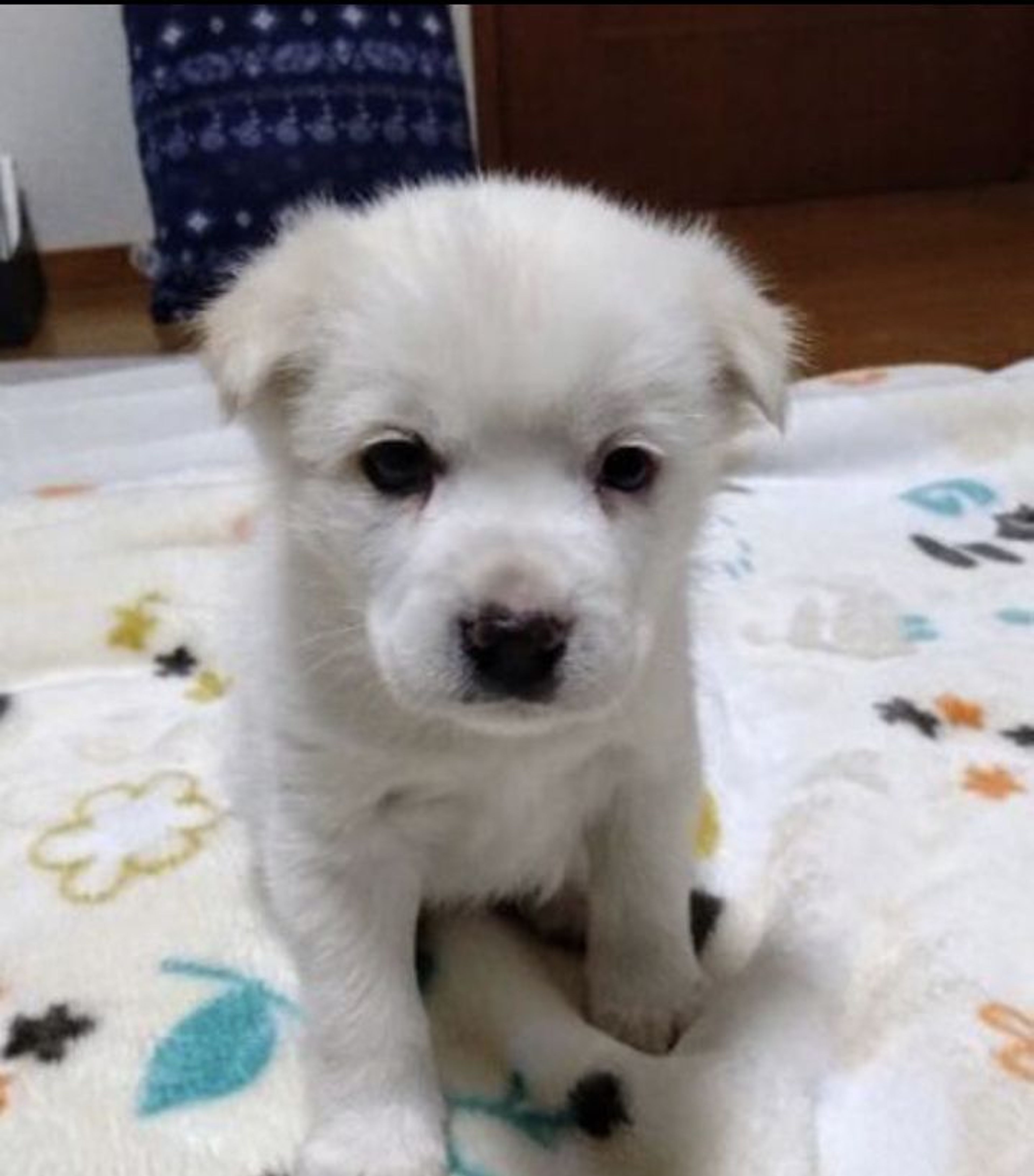 pet-image-4
