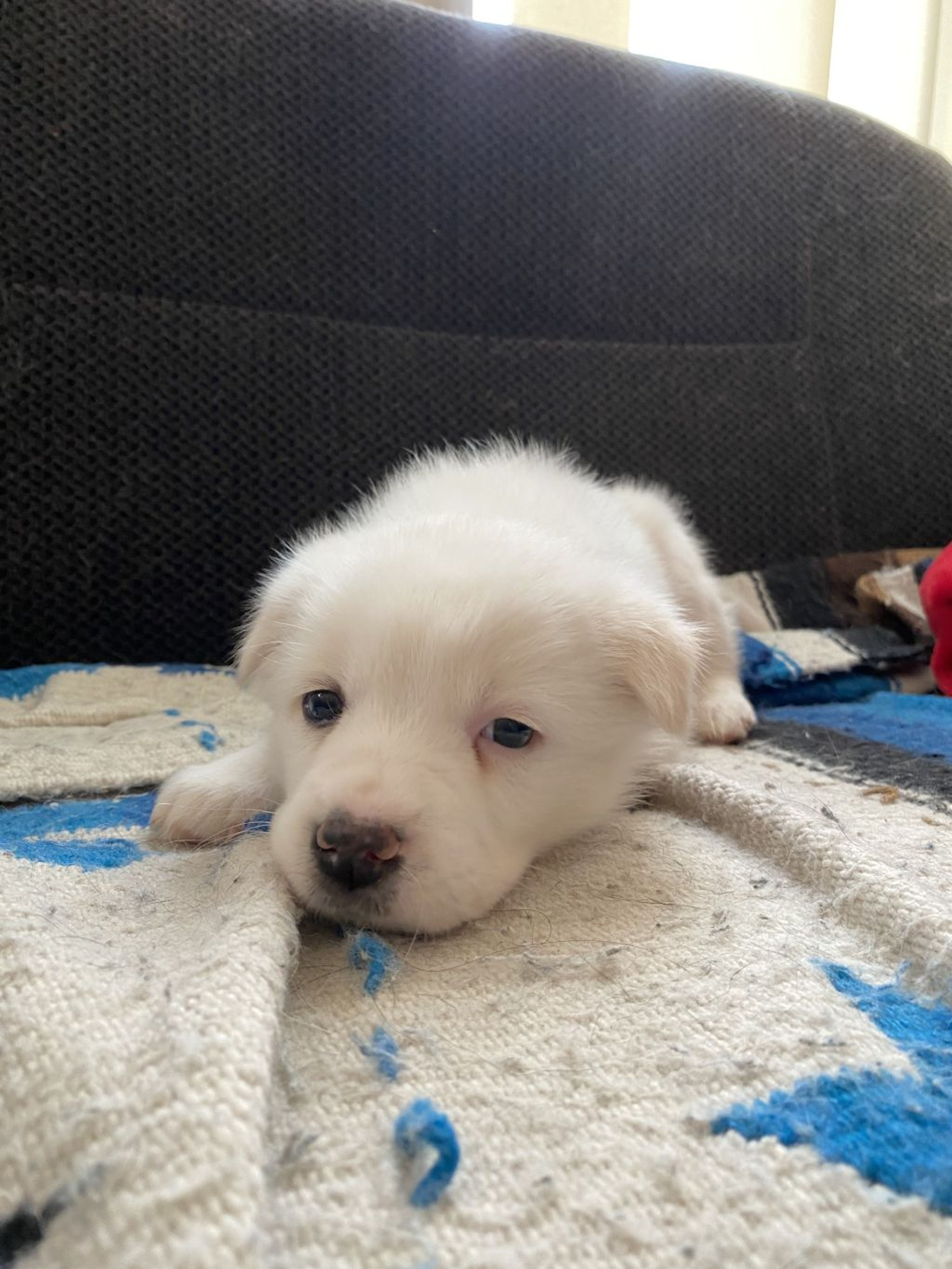 pet-image-5