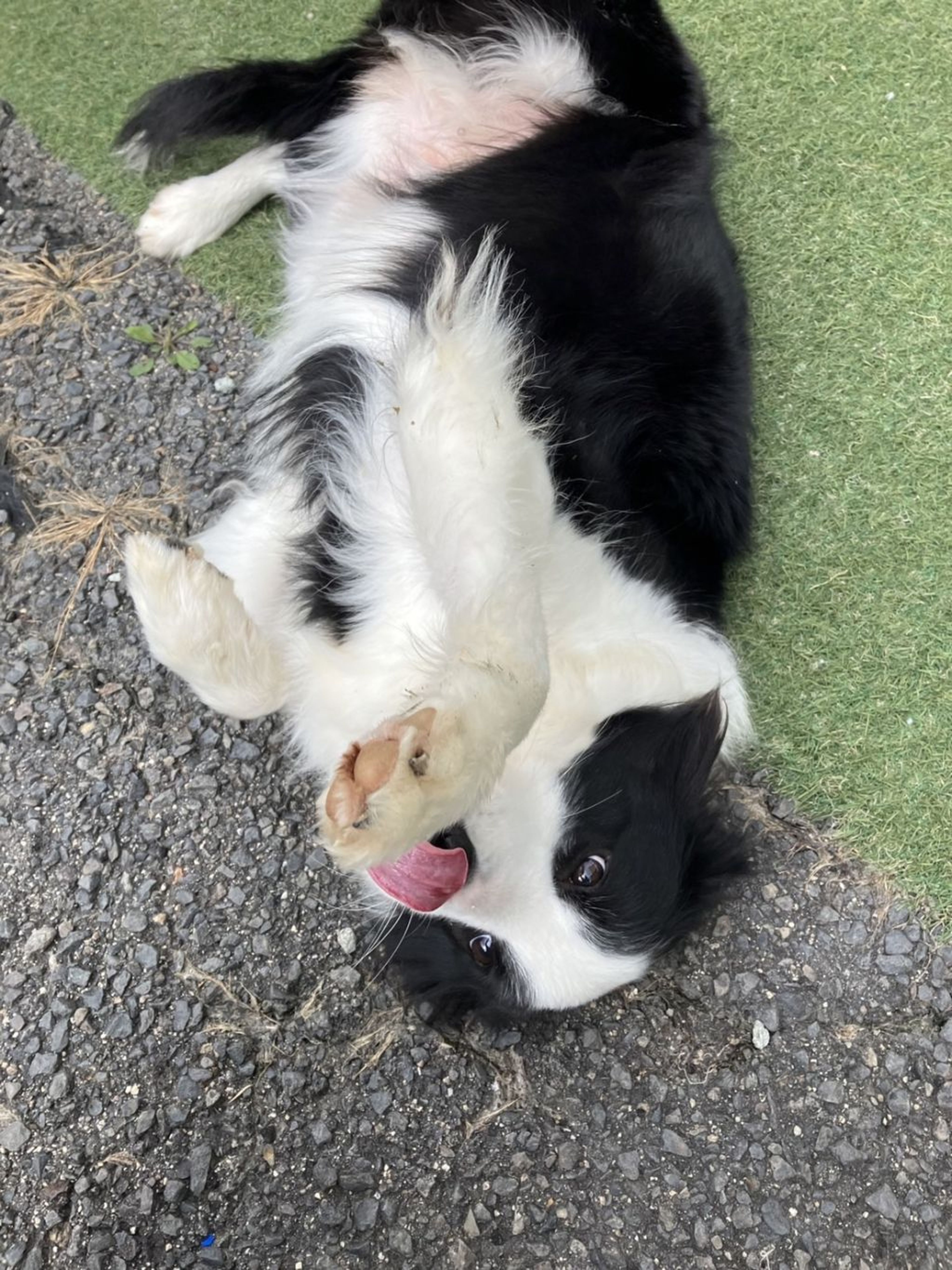 pet-image-4