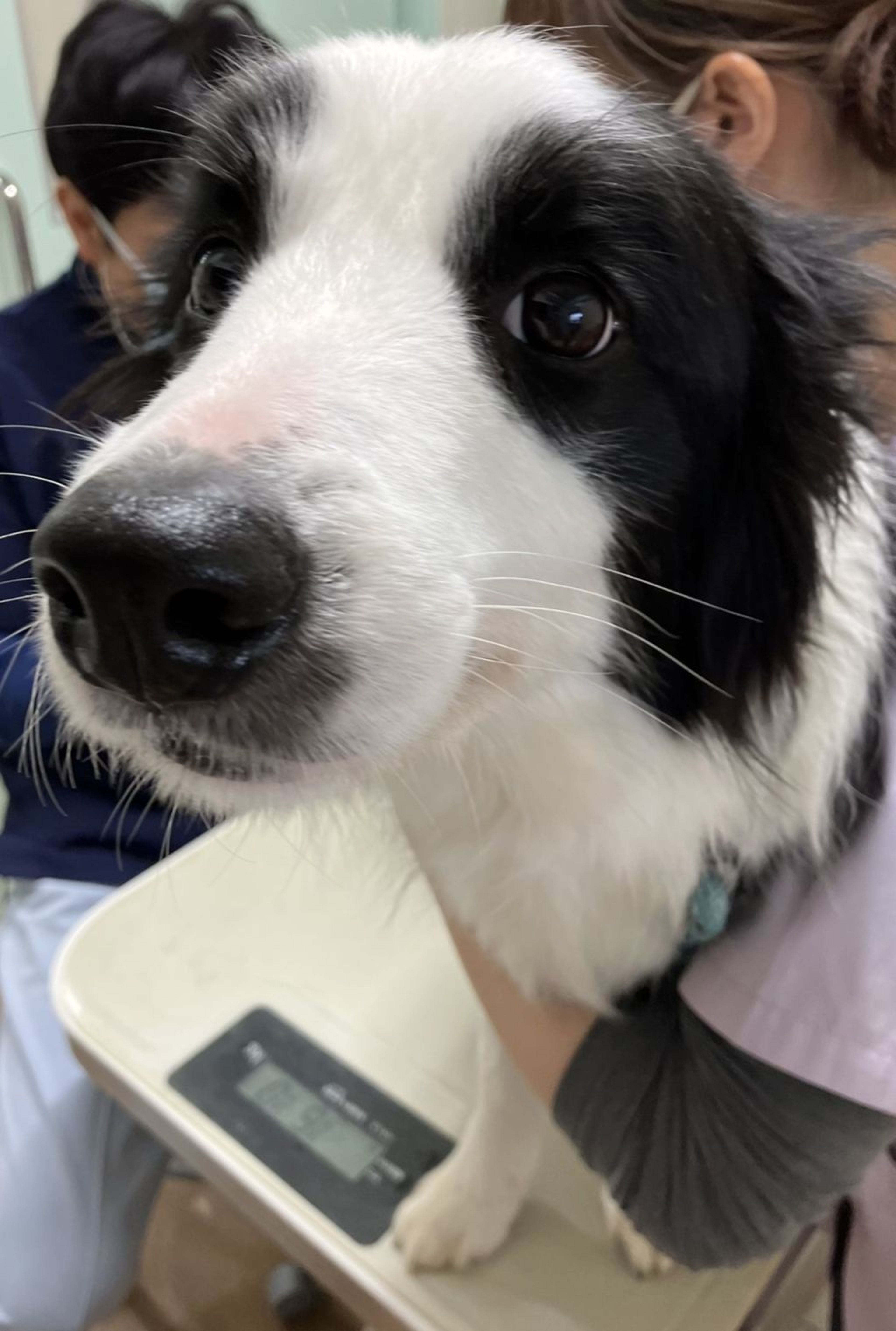 pet-image-5