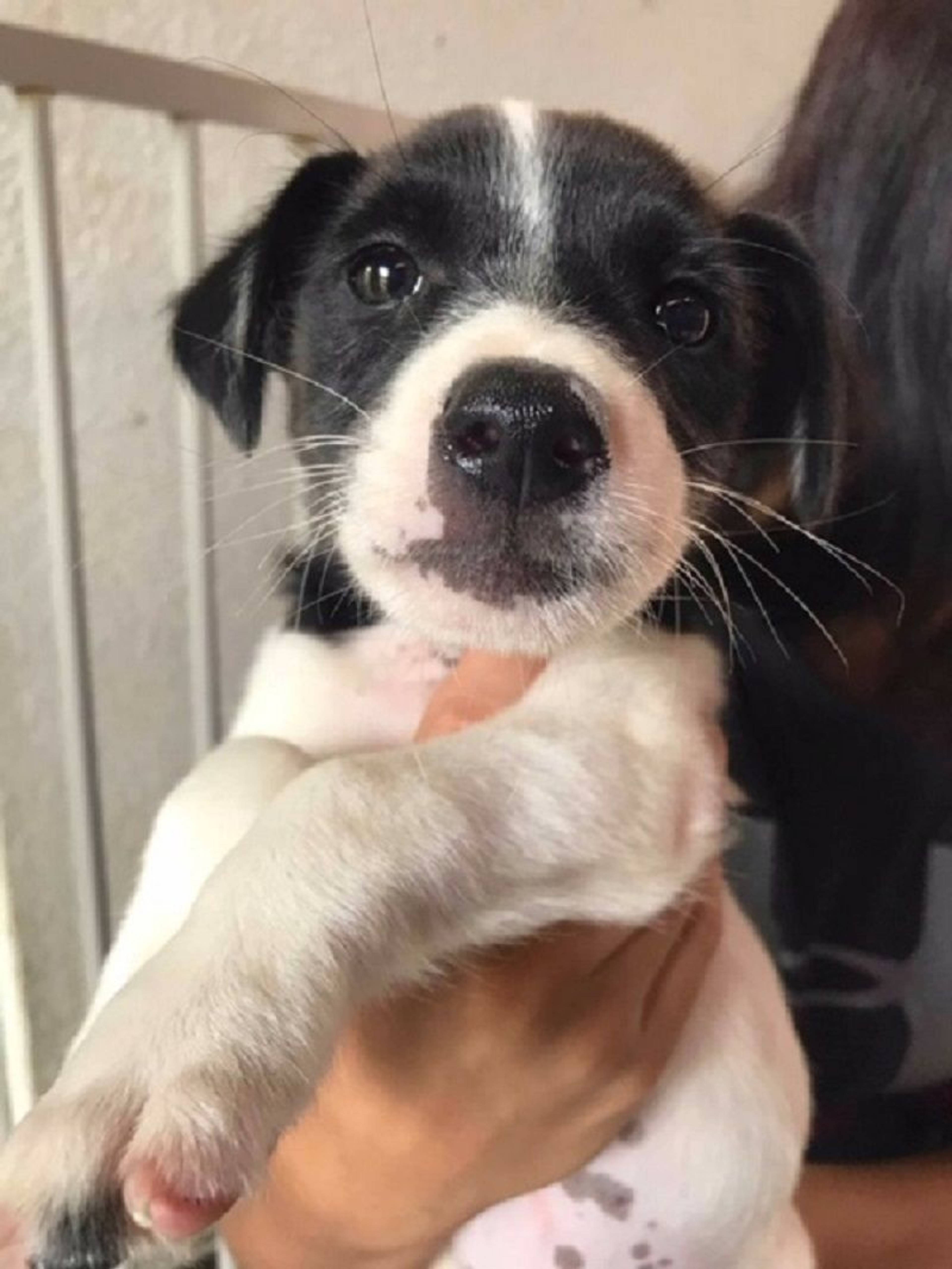 雑種（ミックス犬）・メスの里親募集の写真