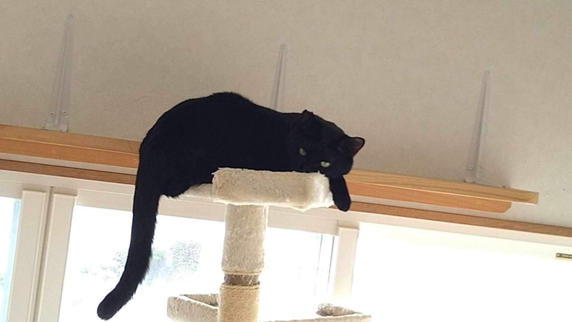 雑種（ミックス猫）・オスの里親募集の写真