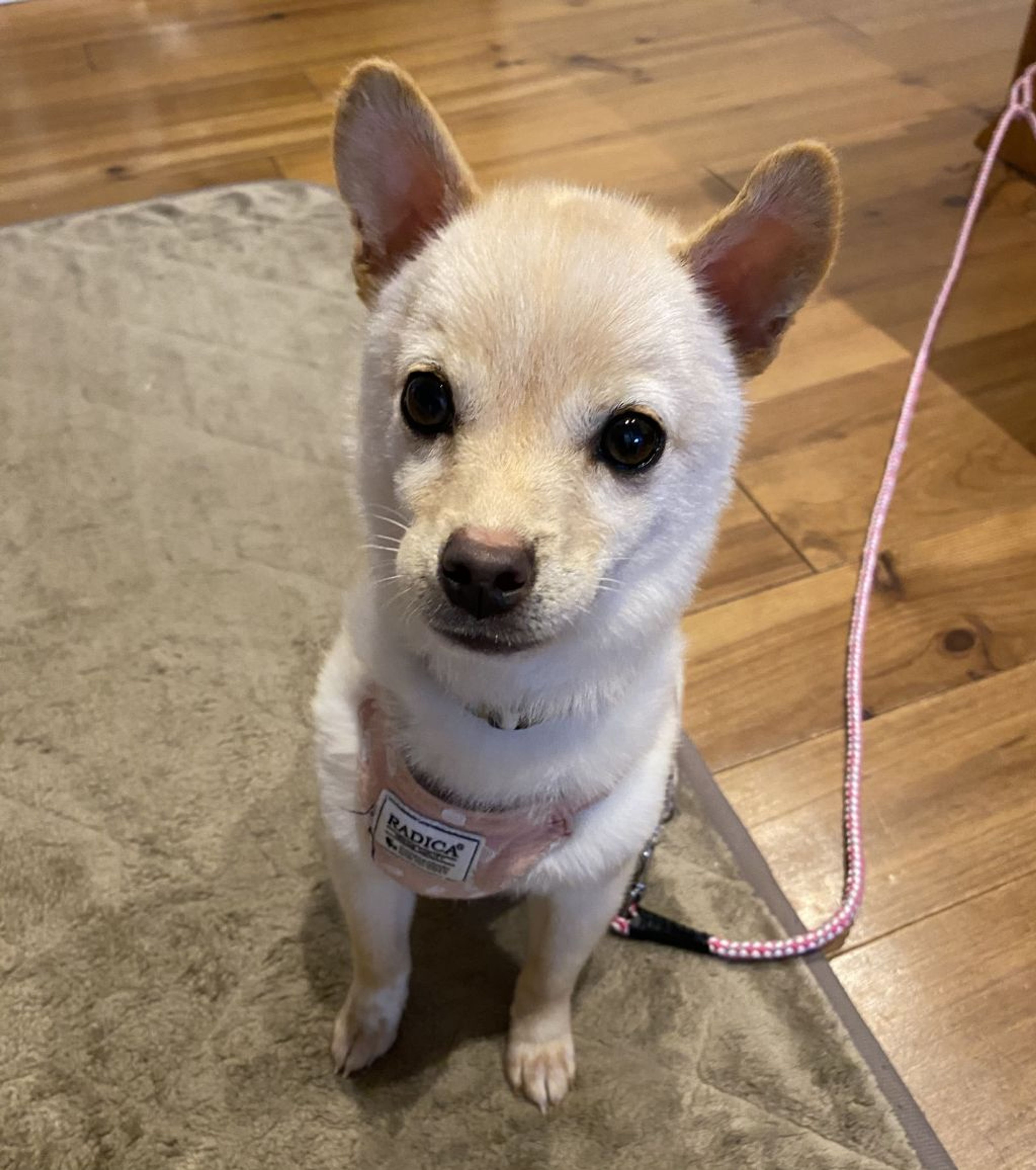 雑種（ミックス犬）・メスの里親募集の写真