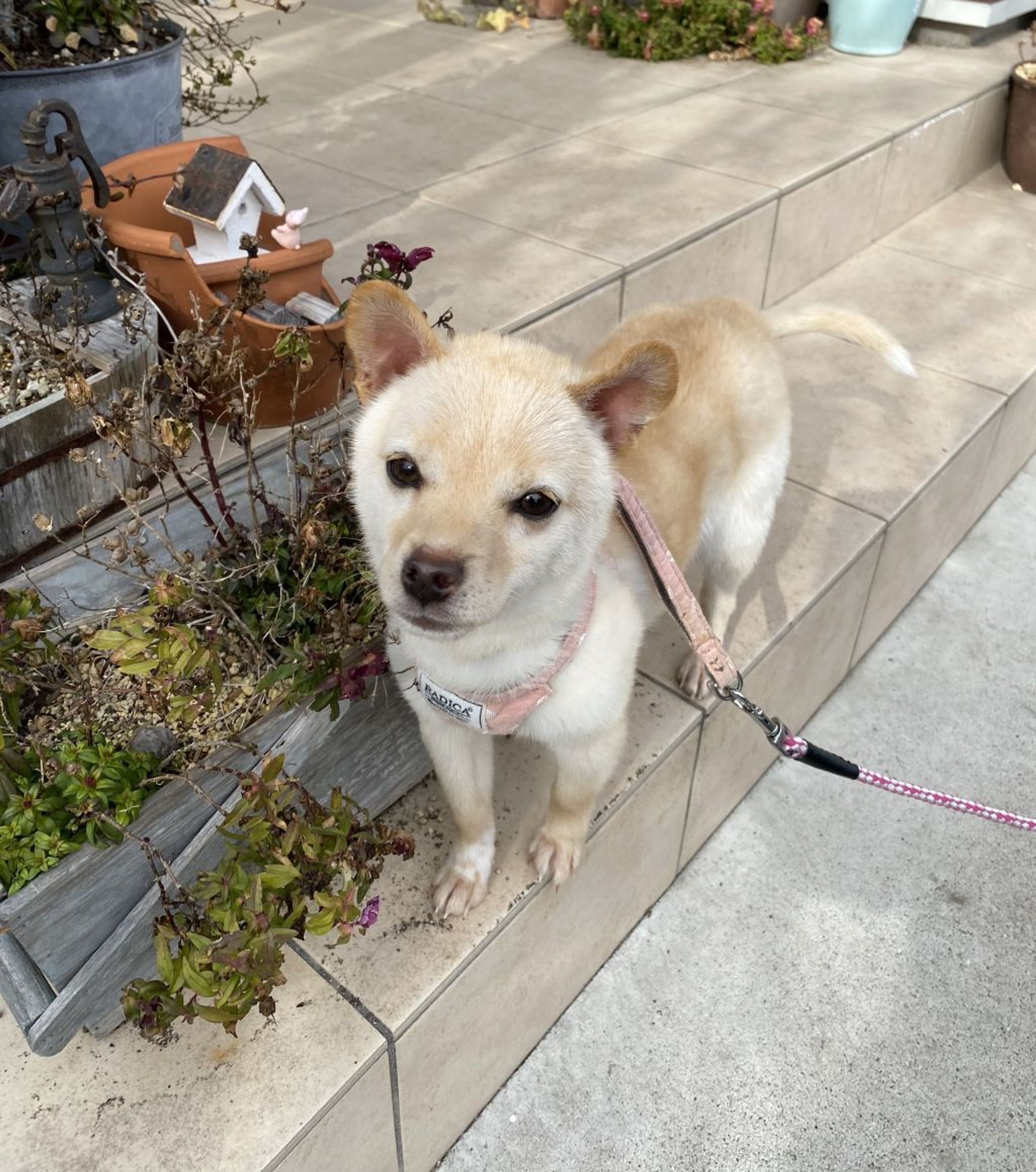 pet-image-2