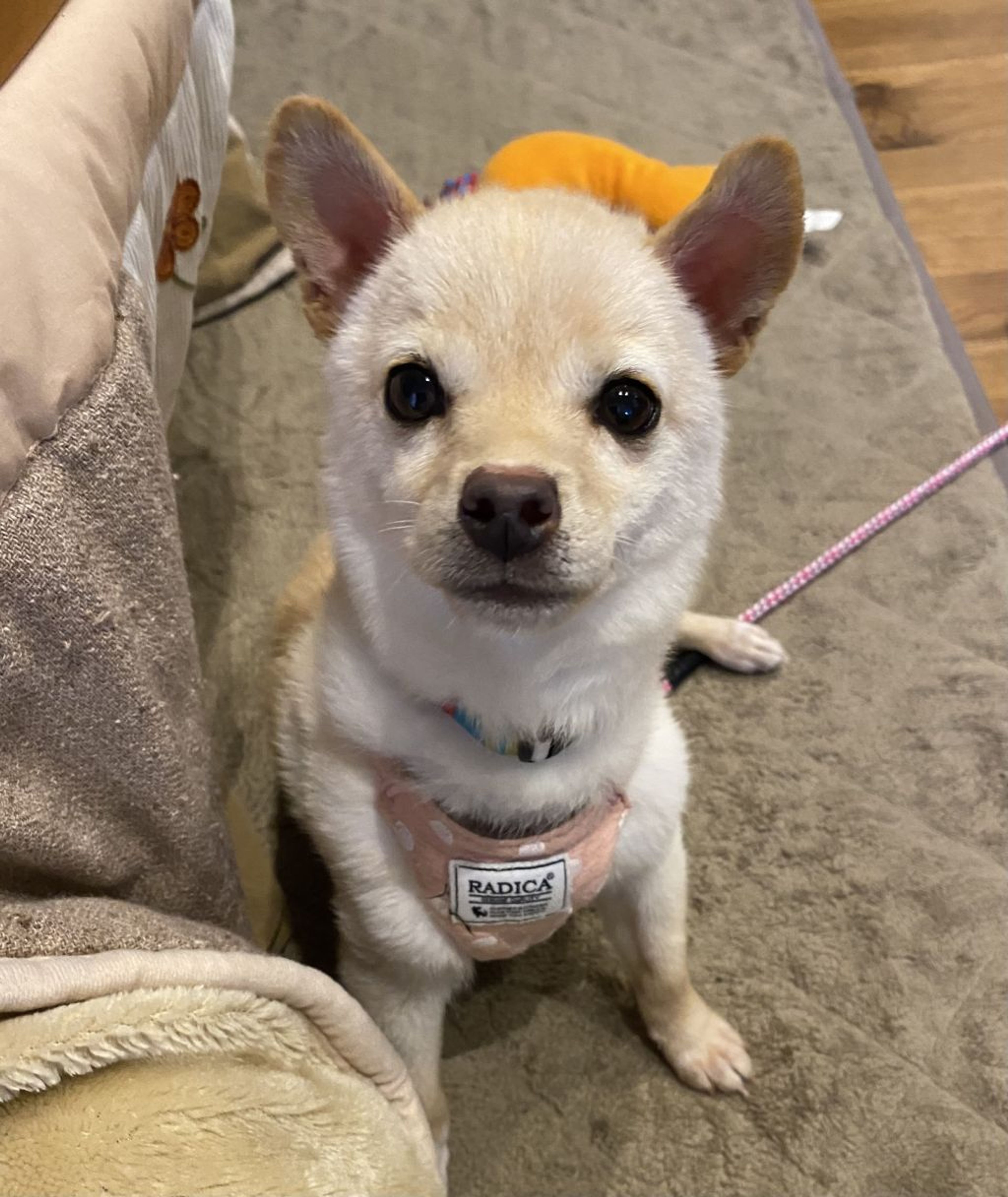 pet-image-3