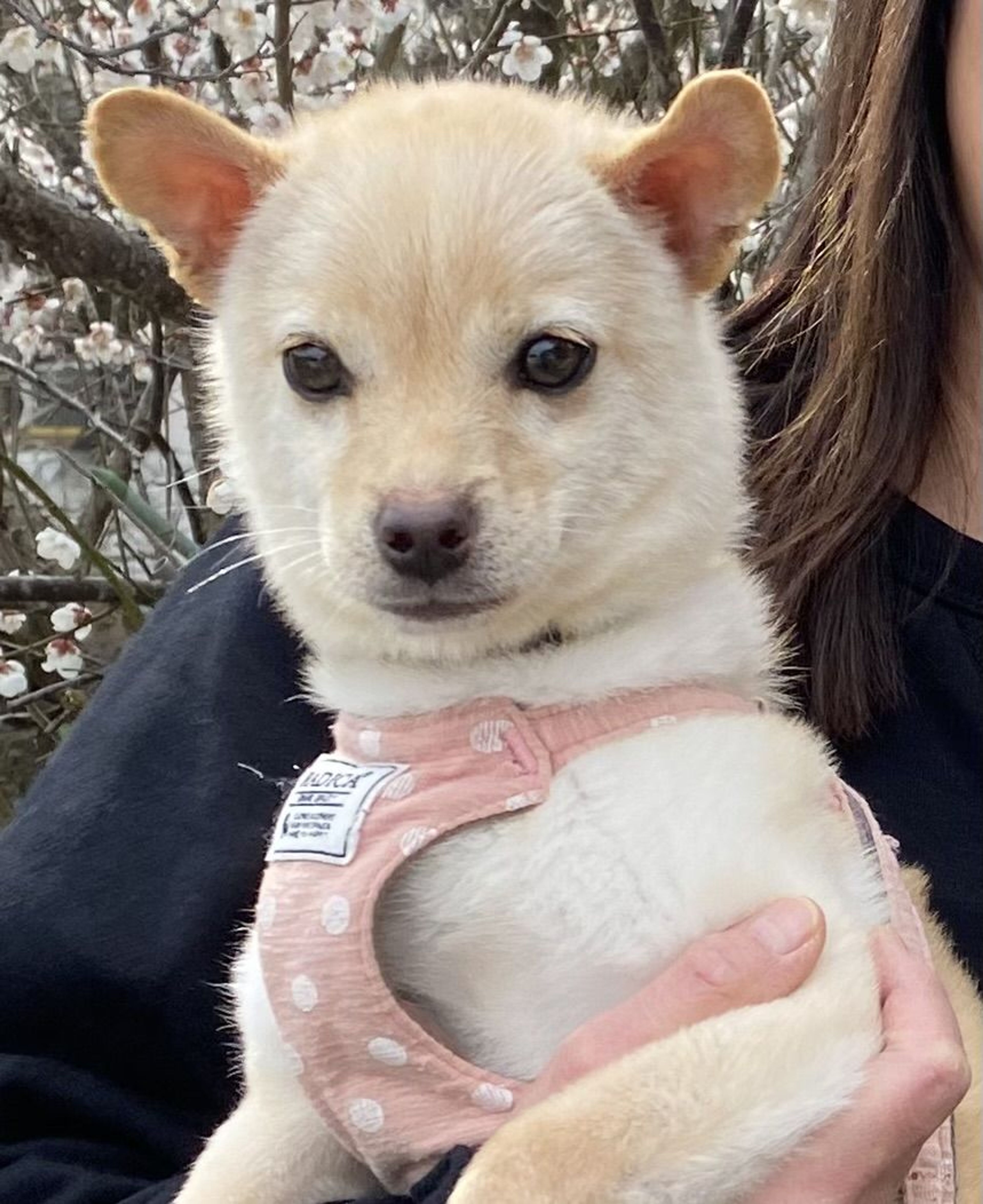pet-image-4