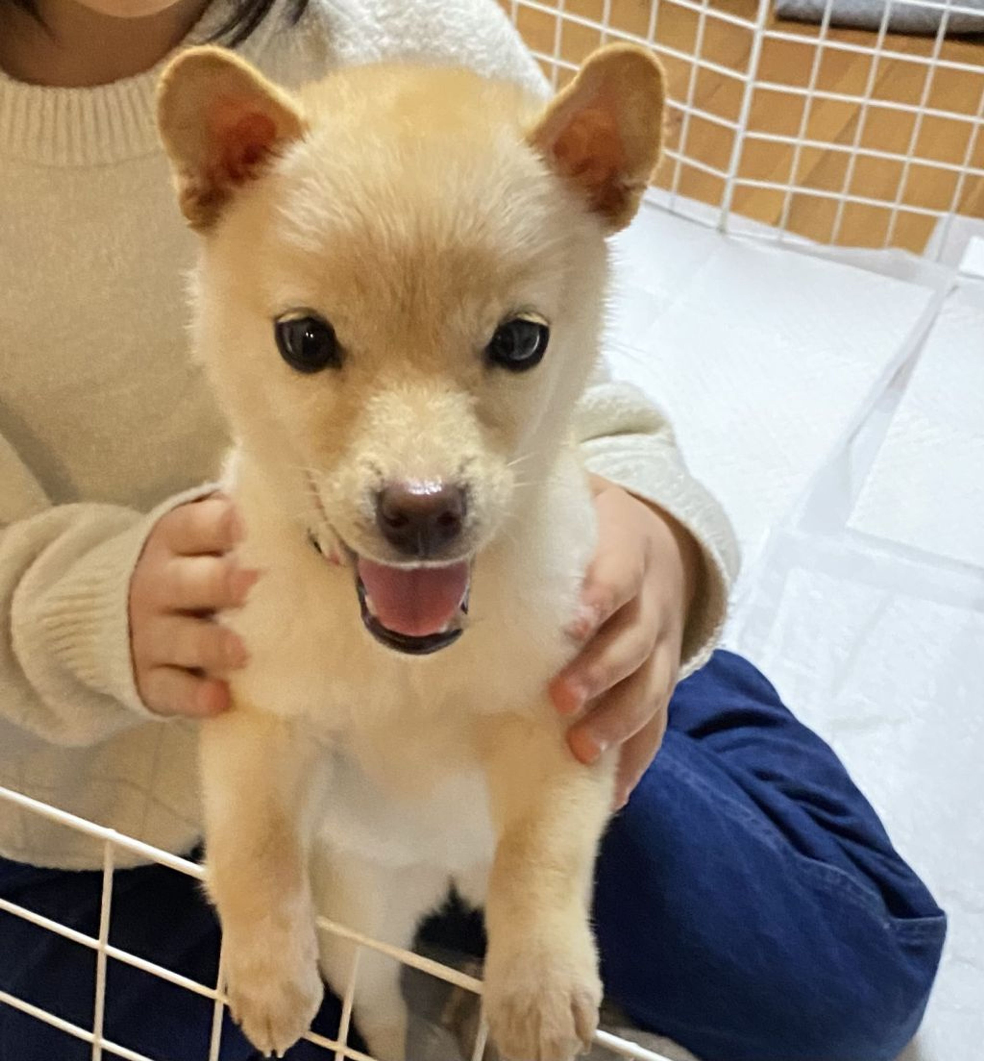 pet-image-5