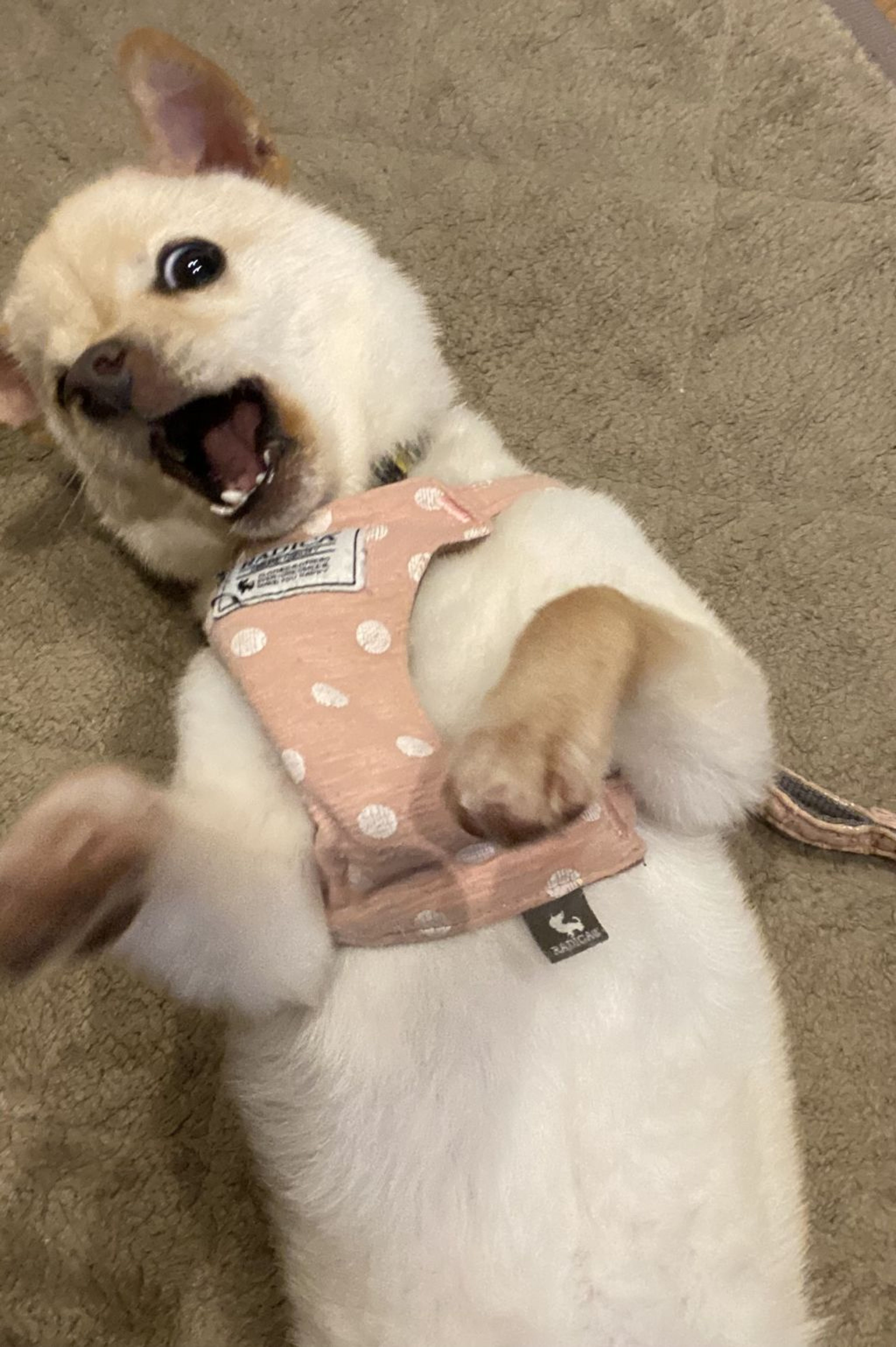 pet-image-6
