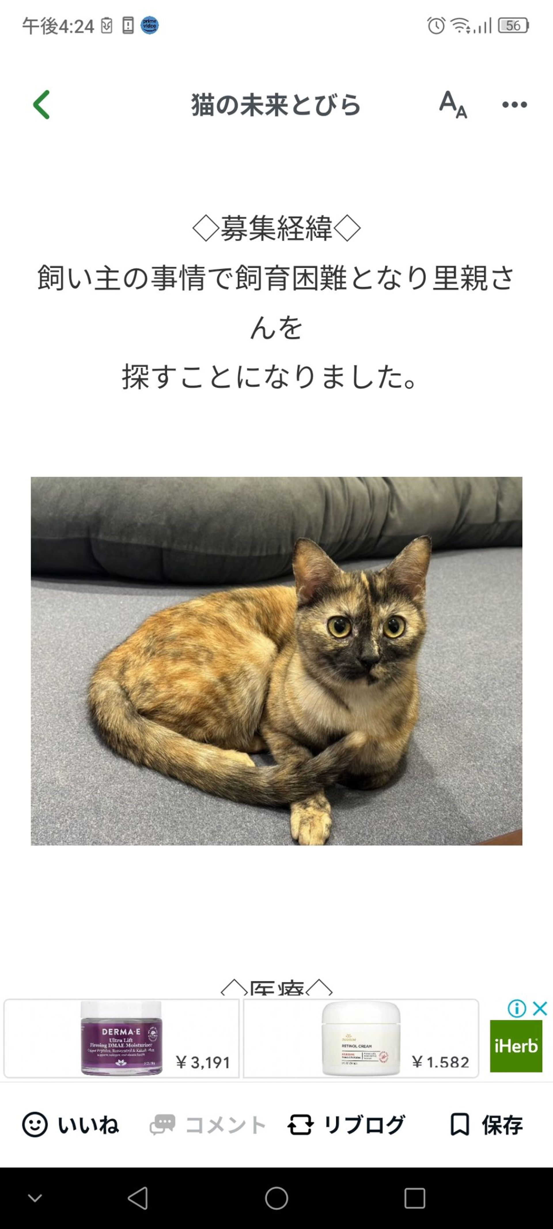 雑種（ミックス猫）・メスの里親募集の写真