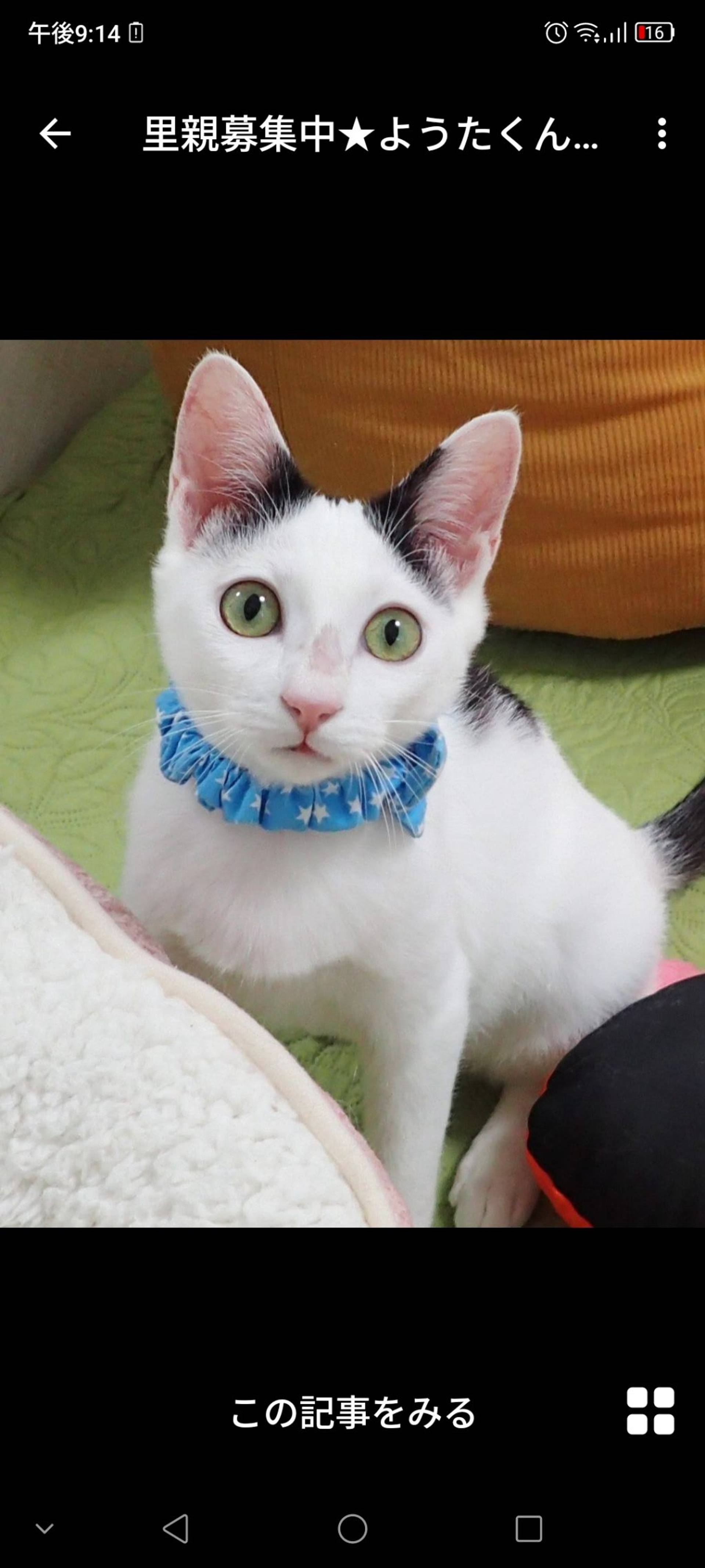雑種（ミックス猫）・オスの里親募集の写真