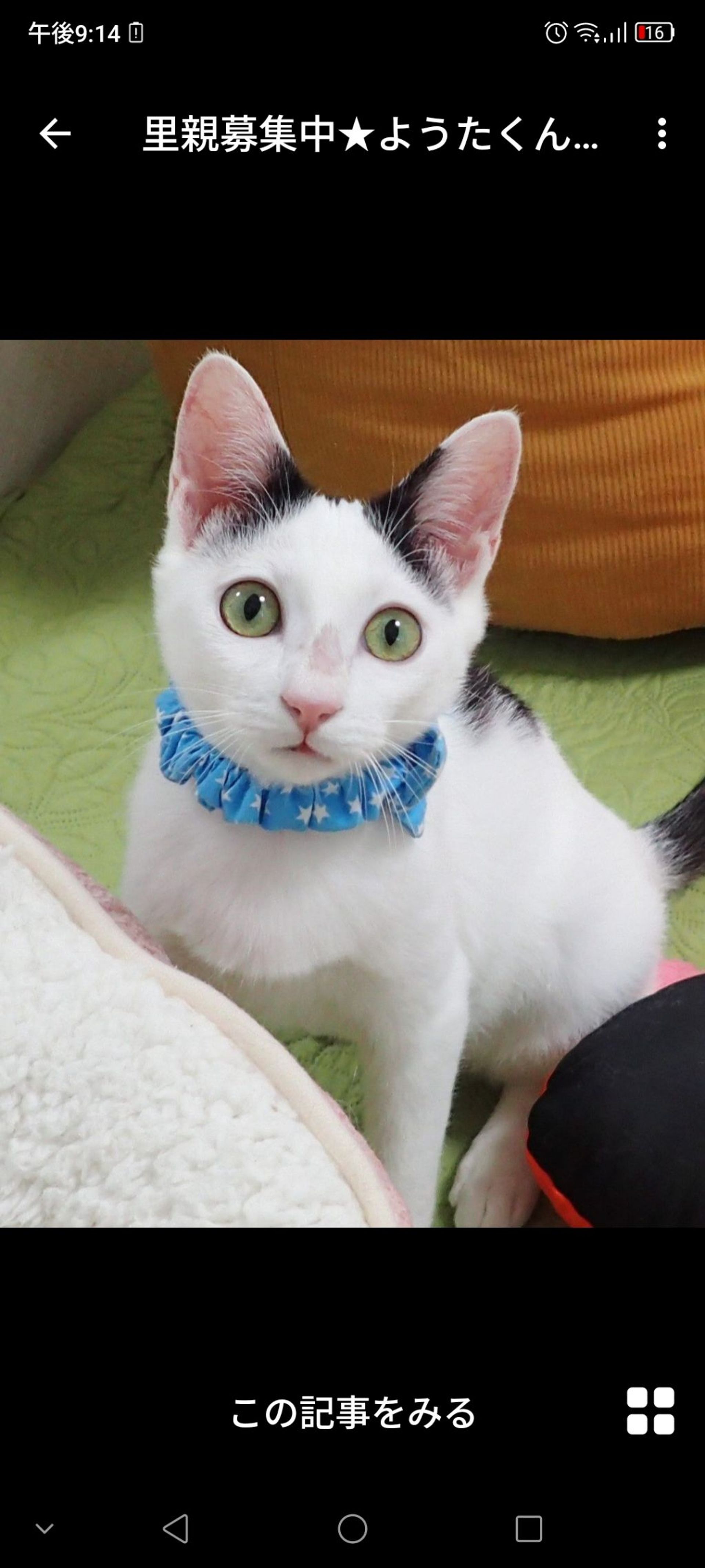 雑種（ミックス猫）・オスの里親募集の写真