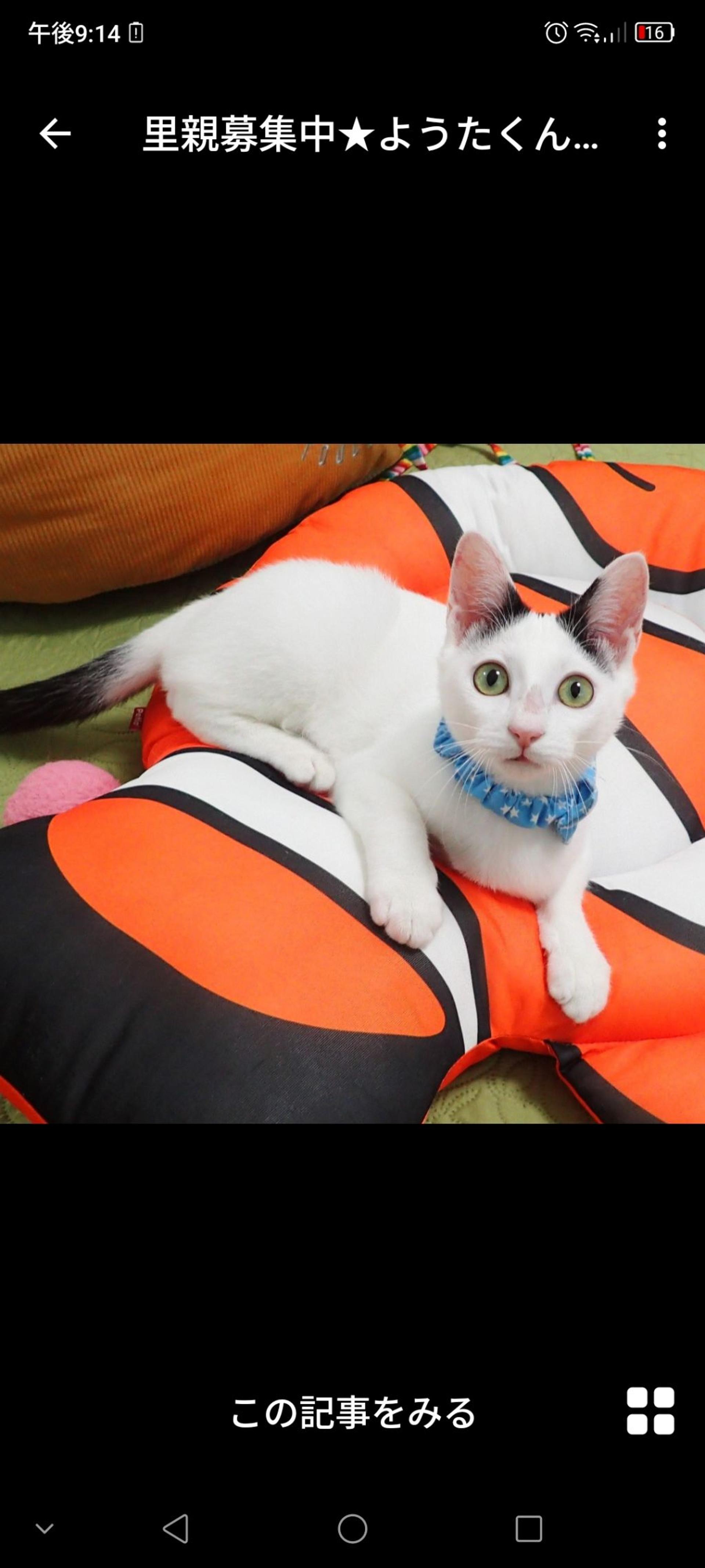 pet-image-2