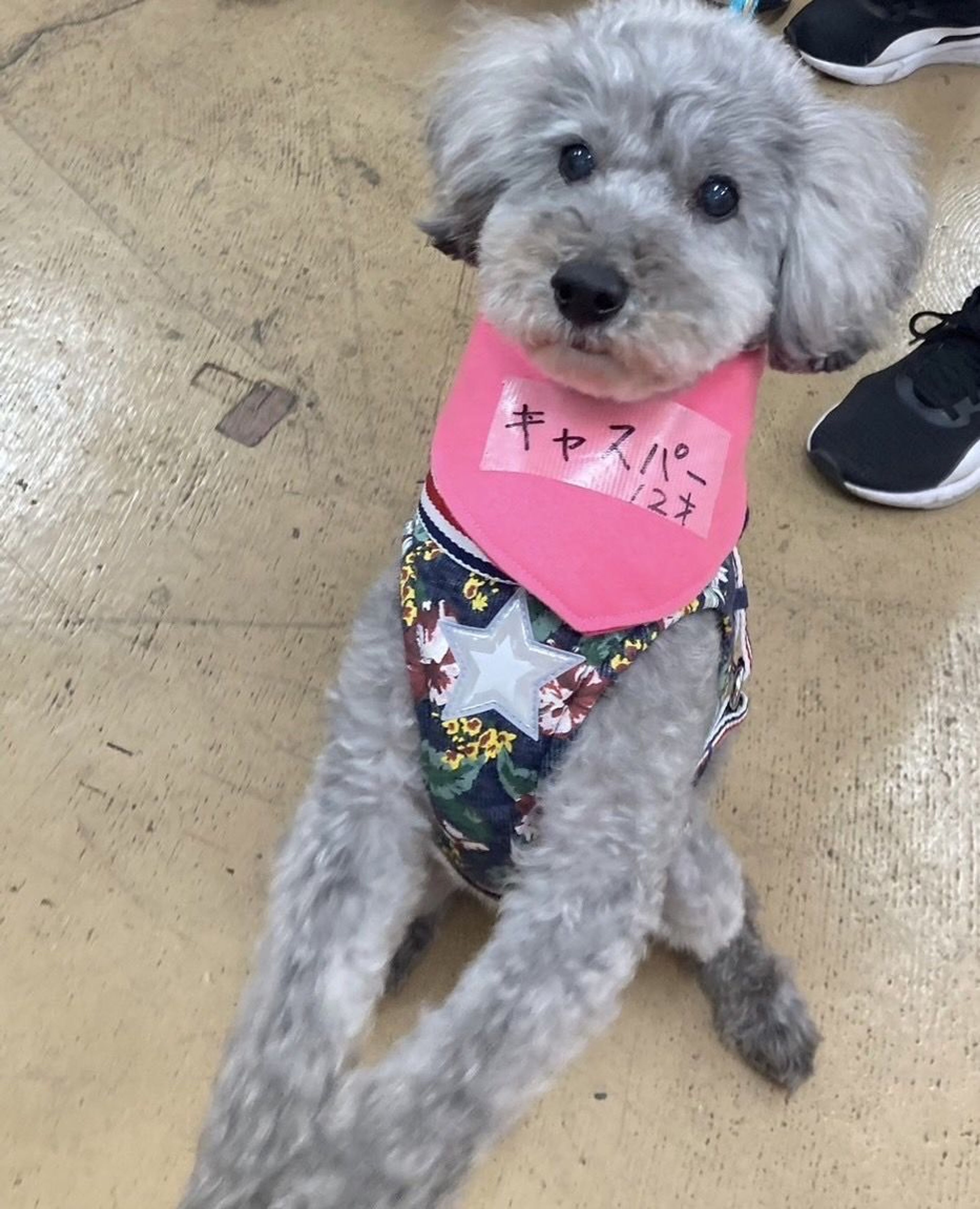pet-image-2