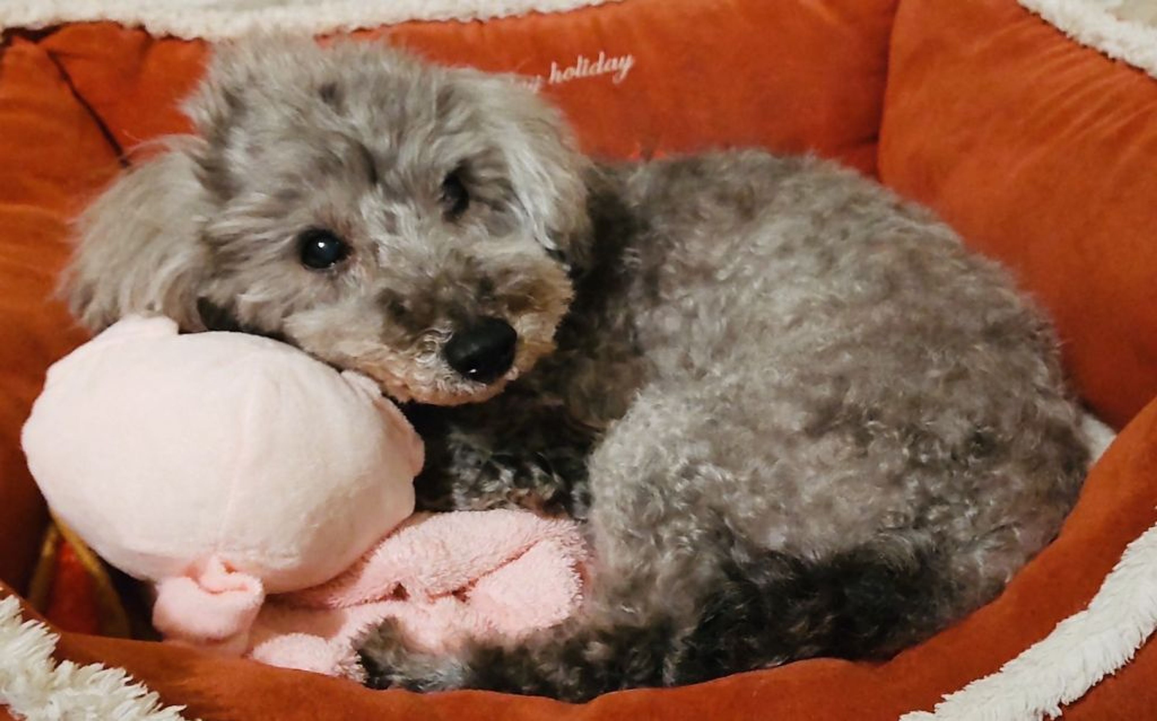 pet-image-3