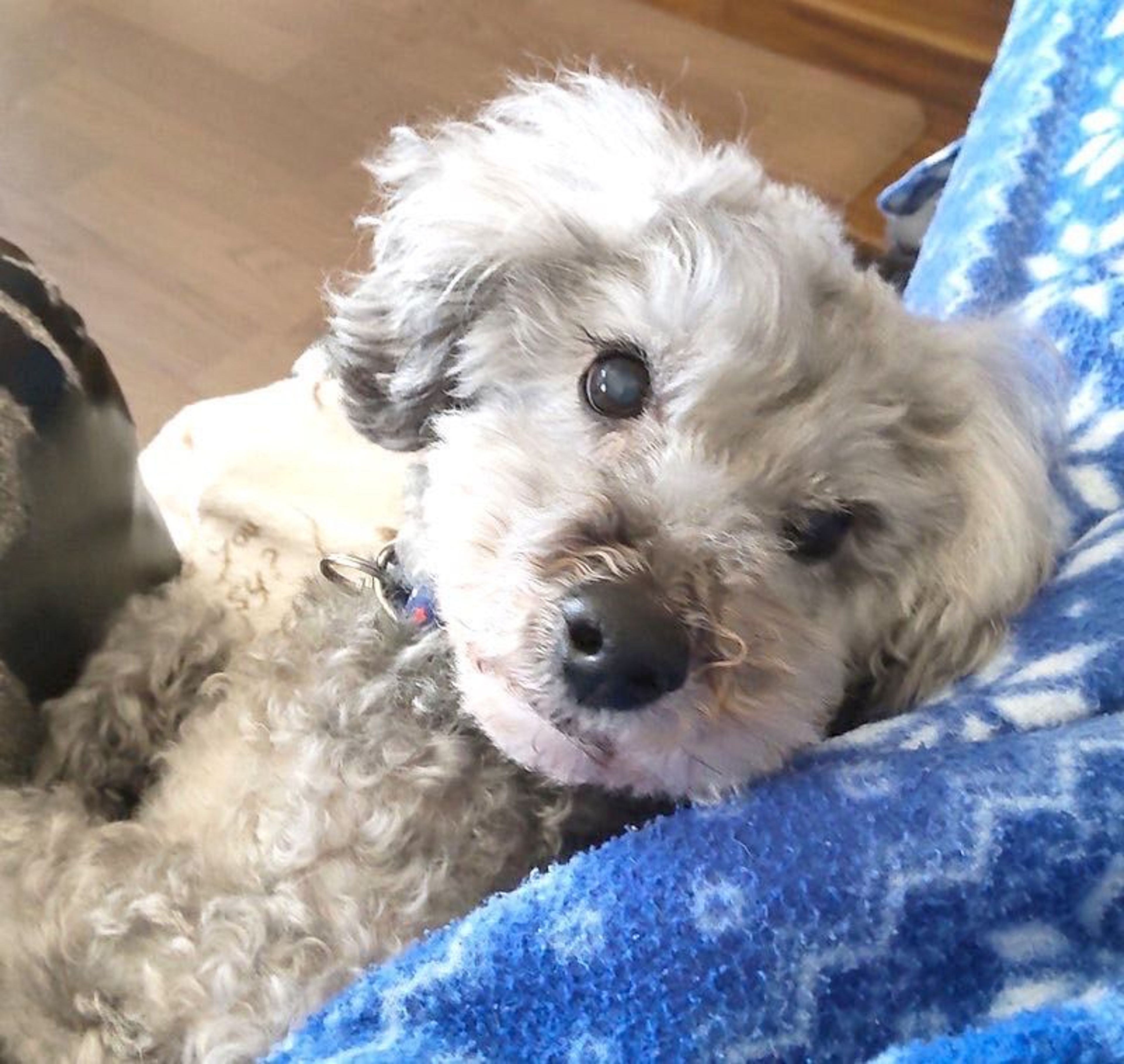 pet-image-4