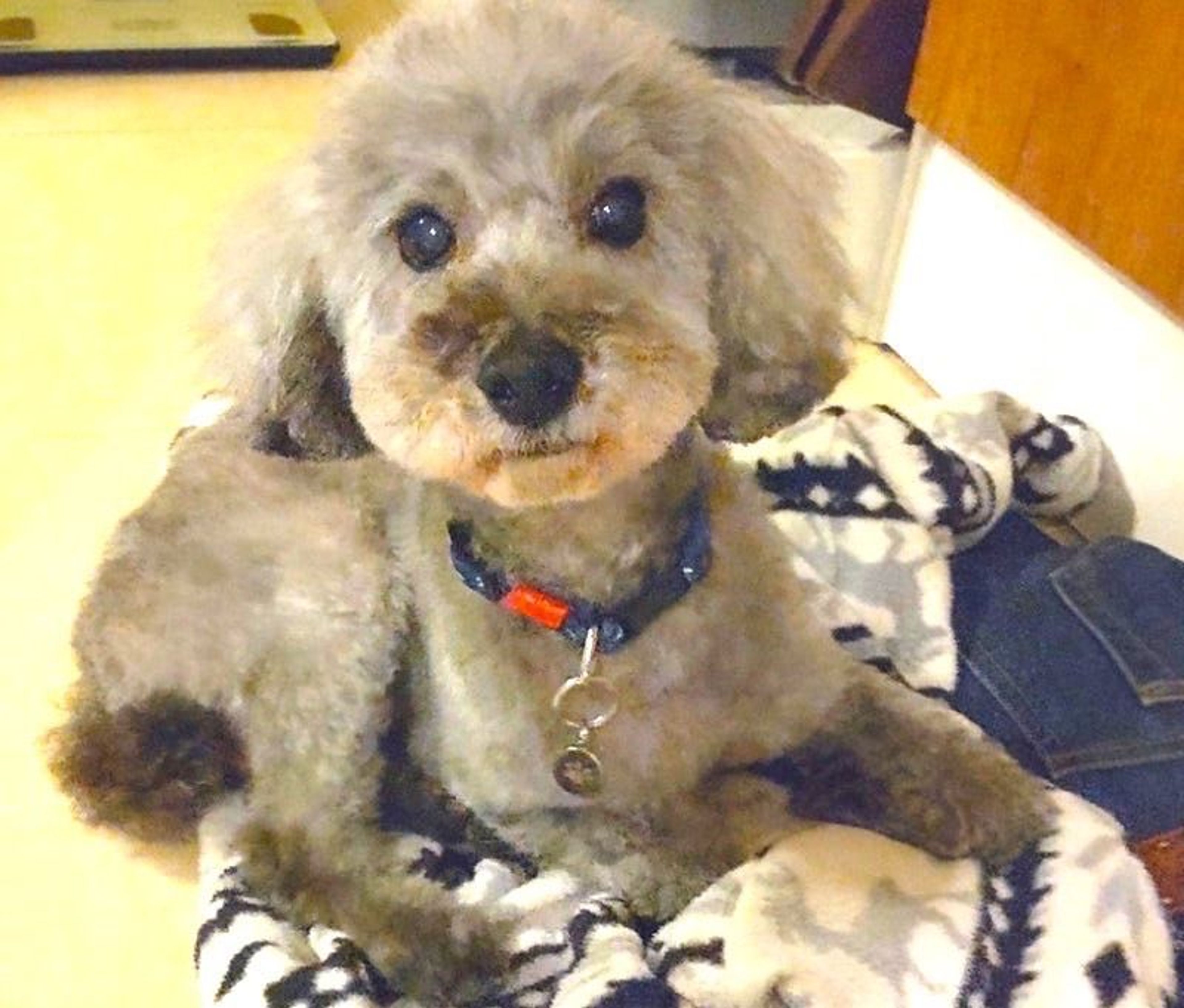 pet-image-5