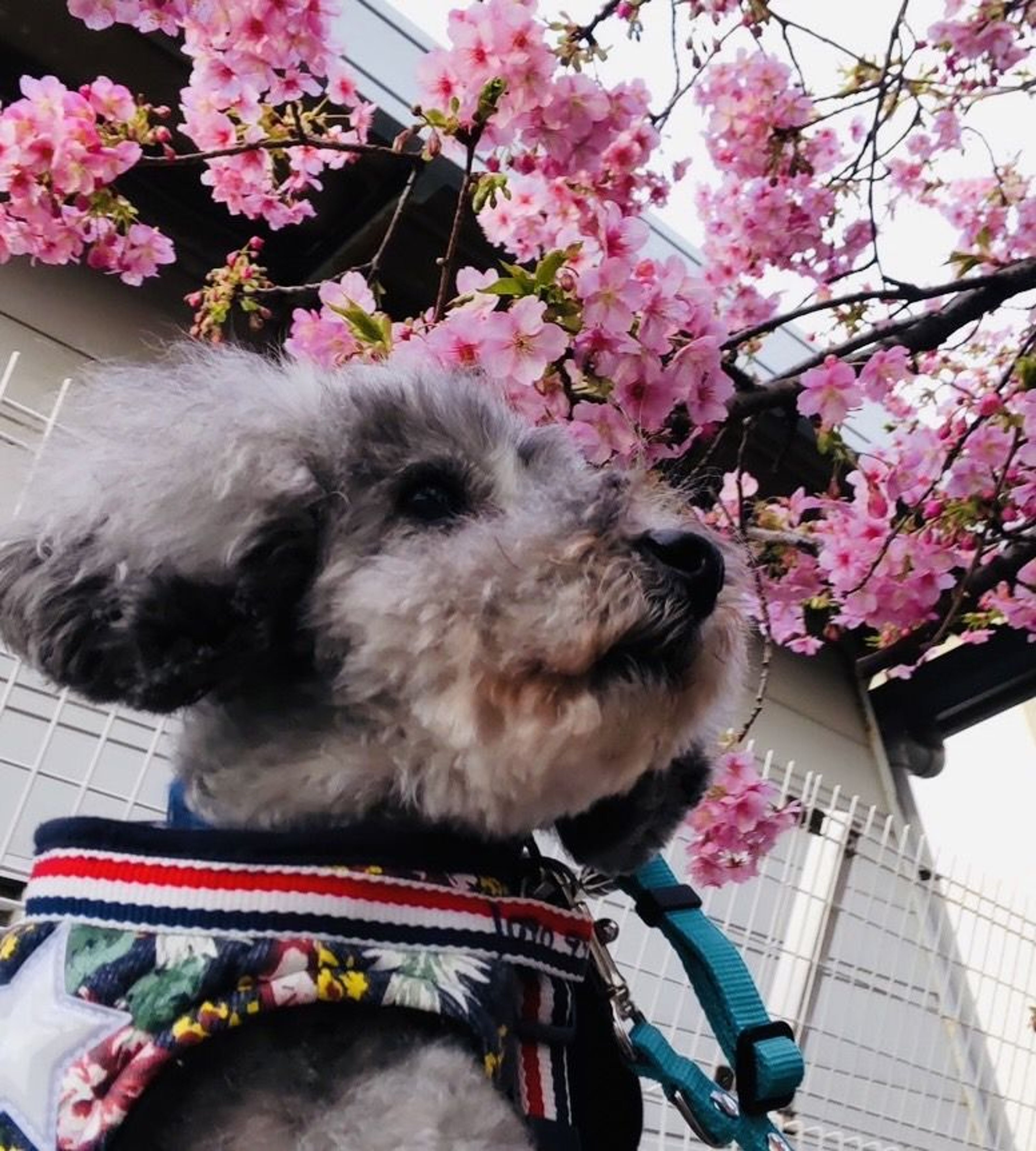 pet-image-7