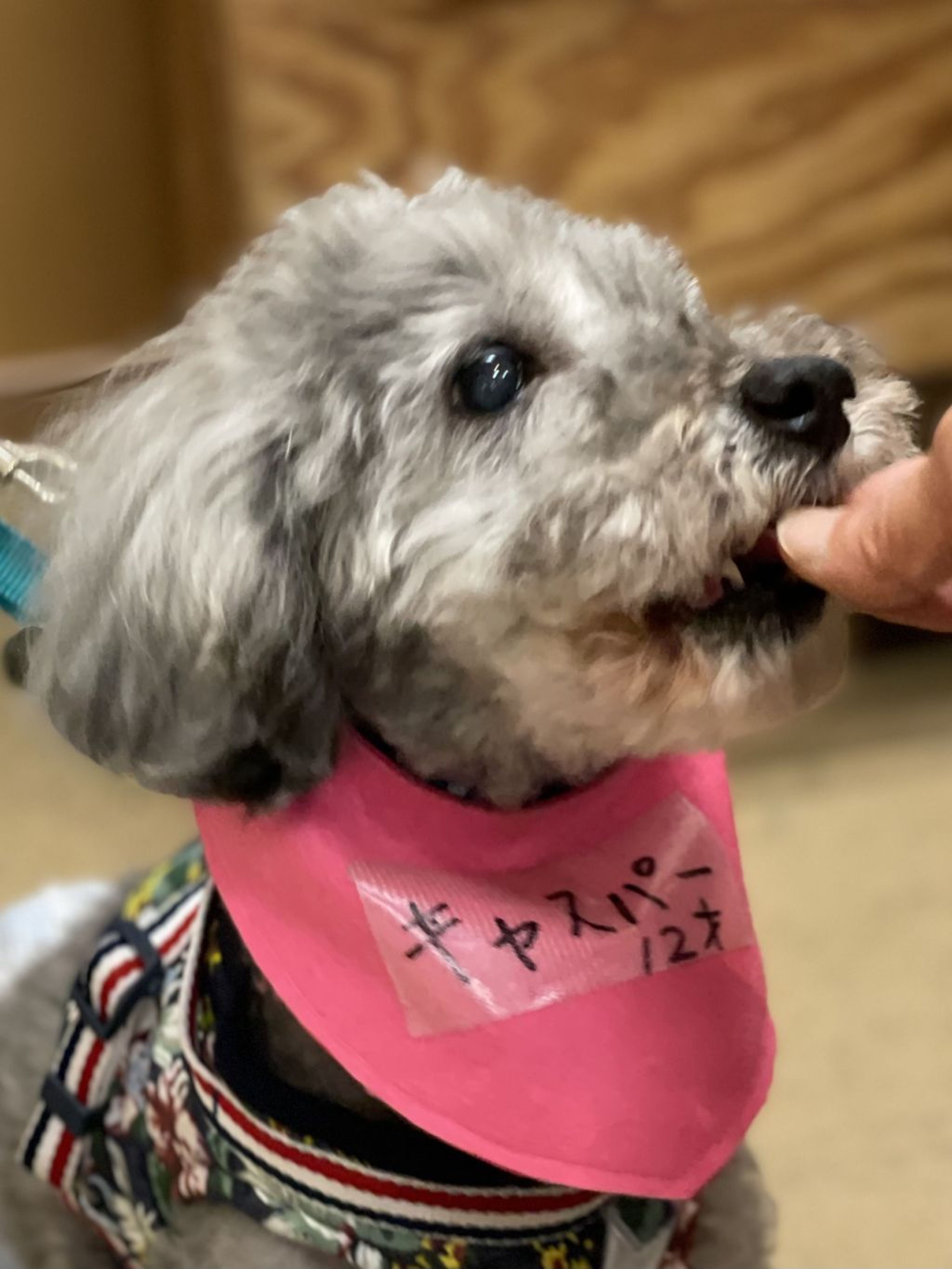 pet-image-8