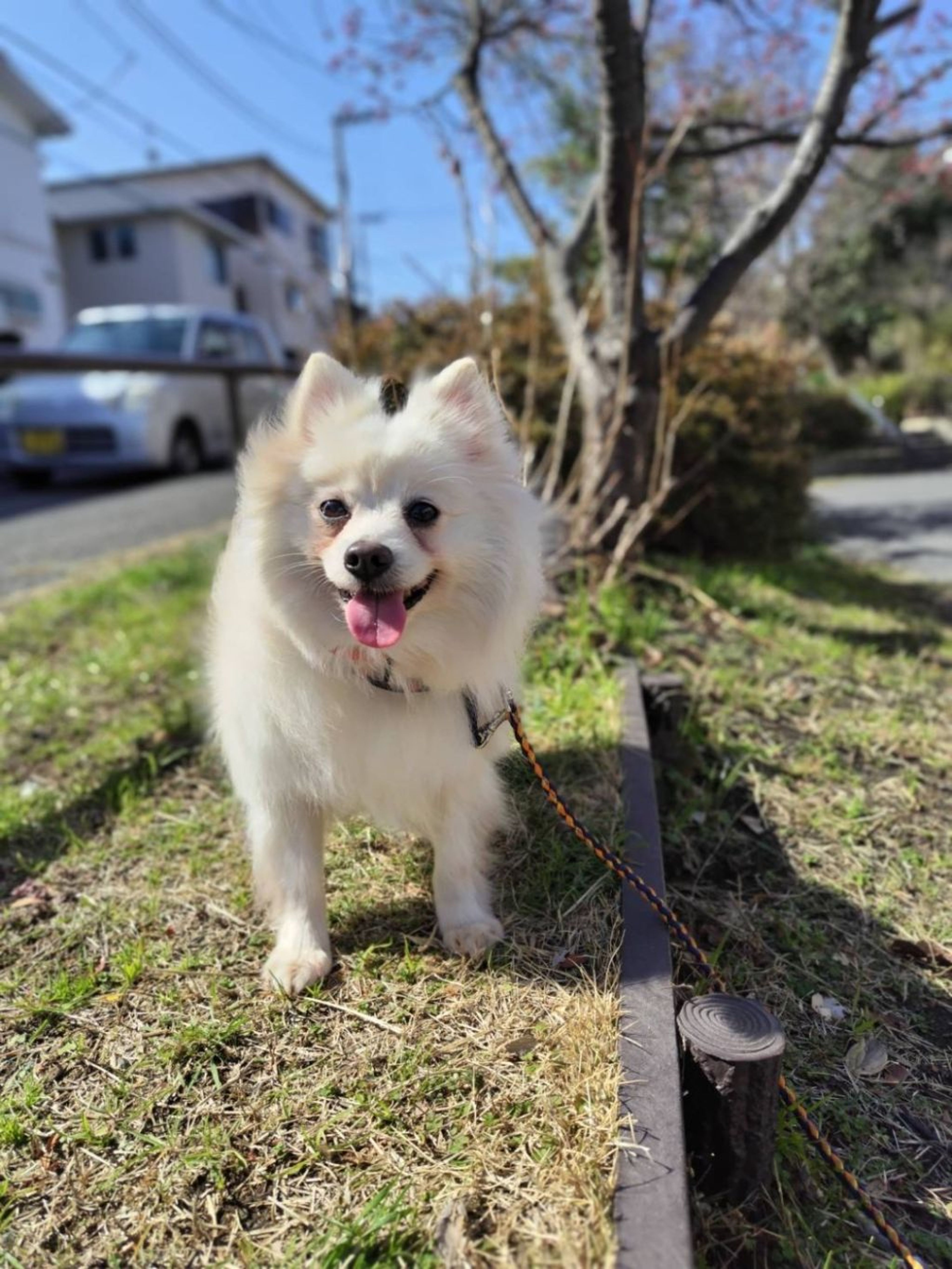 pet-image-2