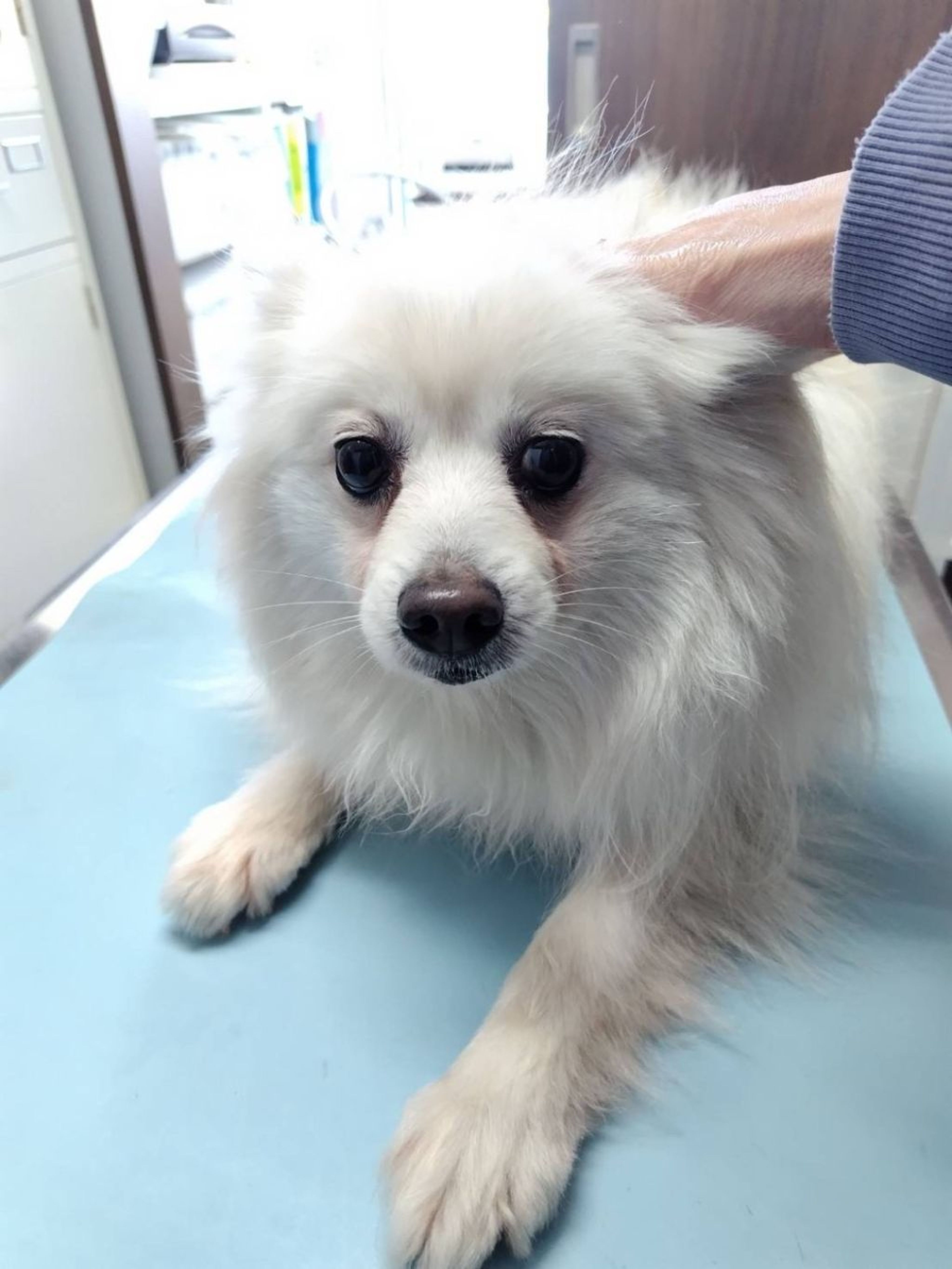pet-image-3