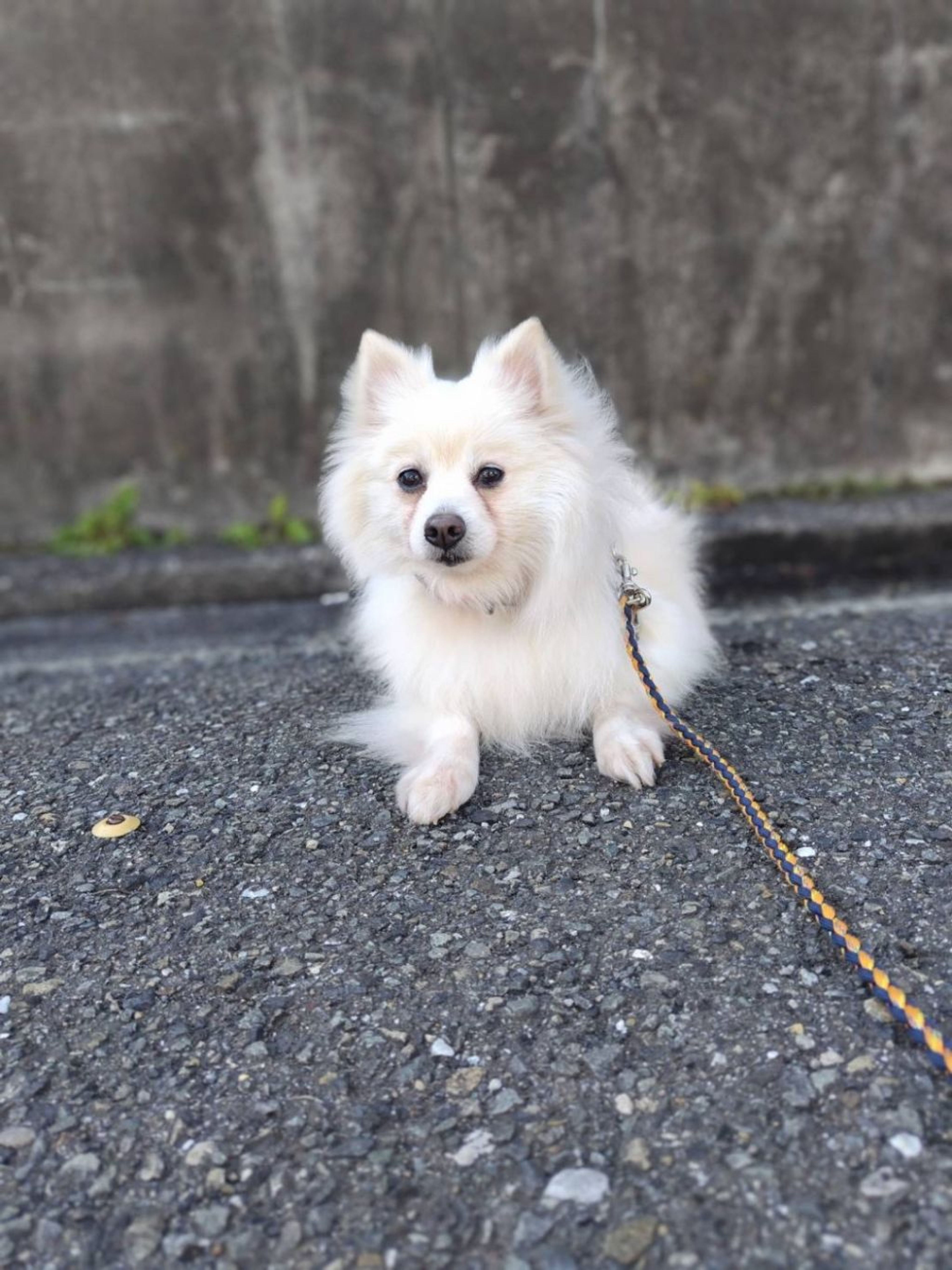 pet-image-4