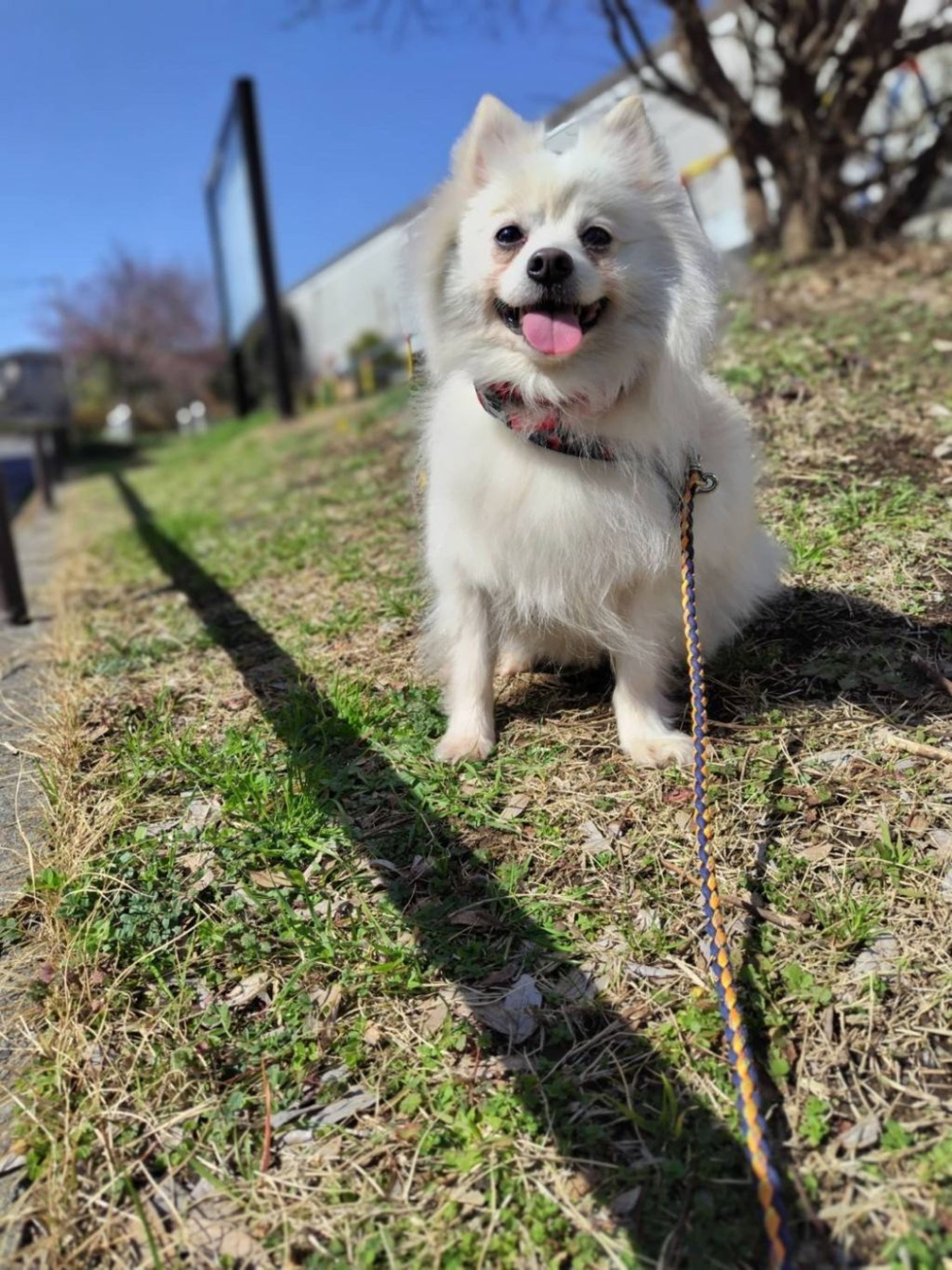 pet-image-5