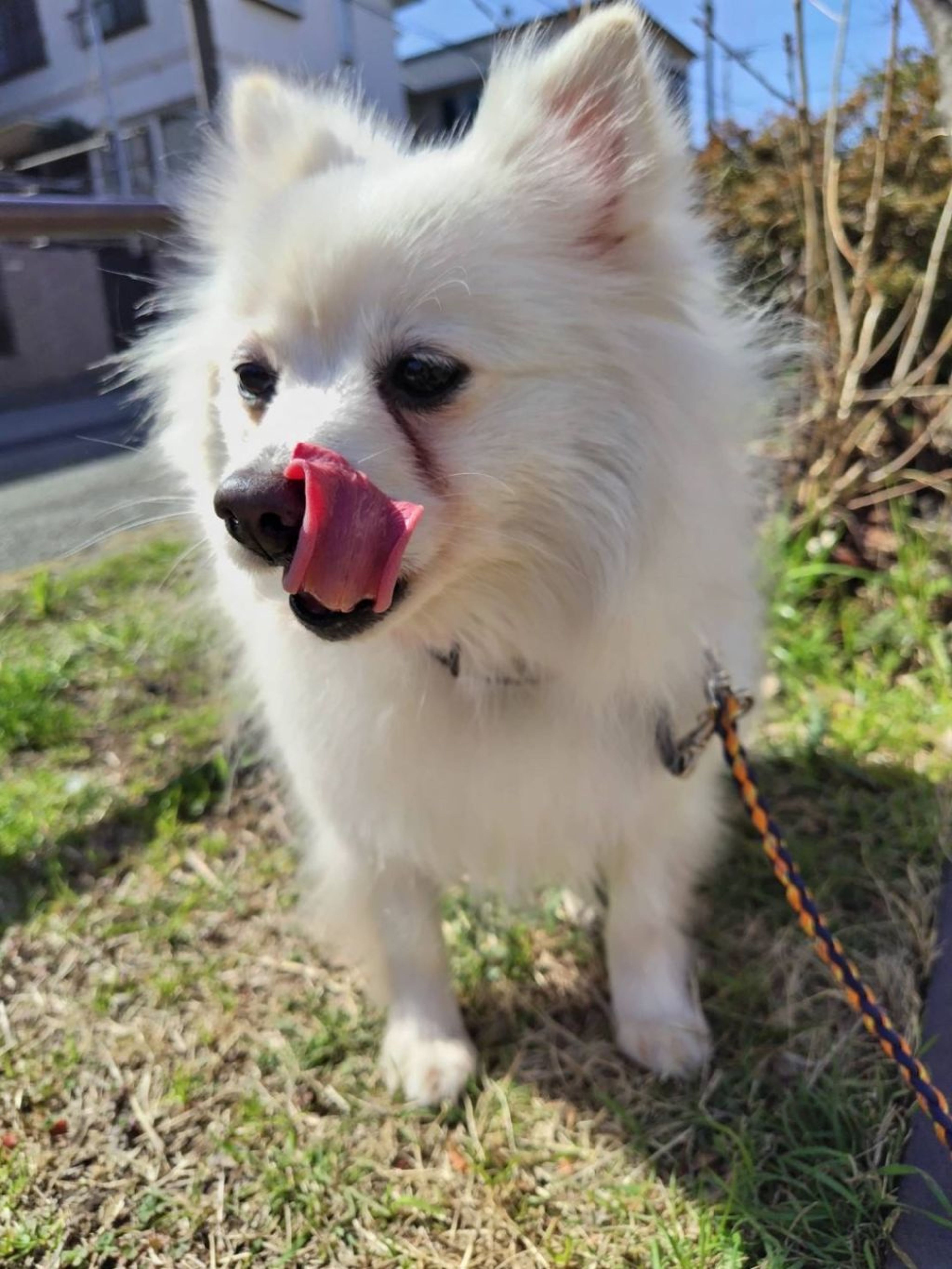 pet-image-6