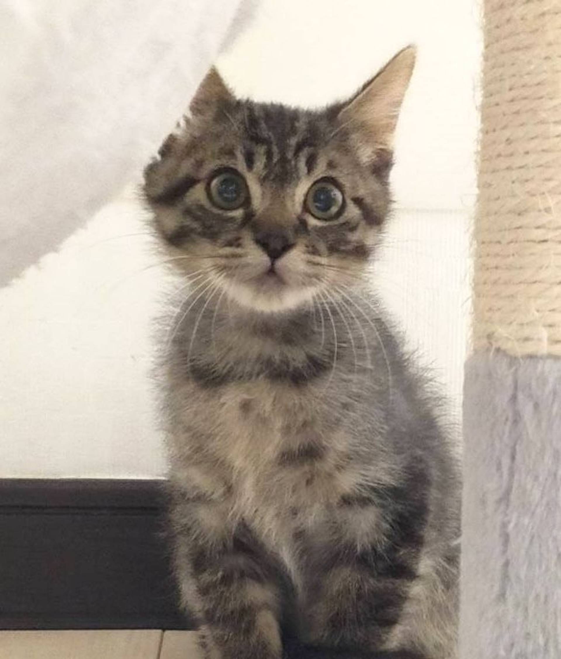 雑種（ミックス猫）・オスの里親募集の写真