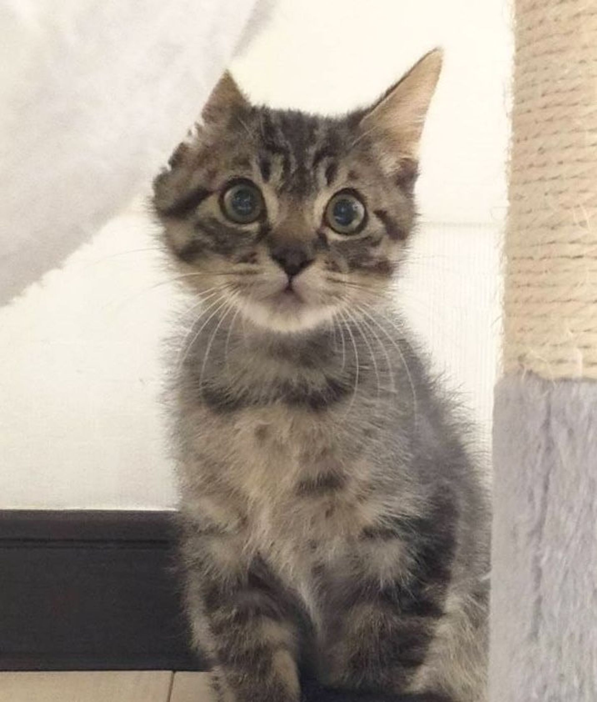 雑種（ミックス猫）・オスの里親募集の写真