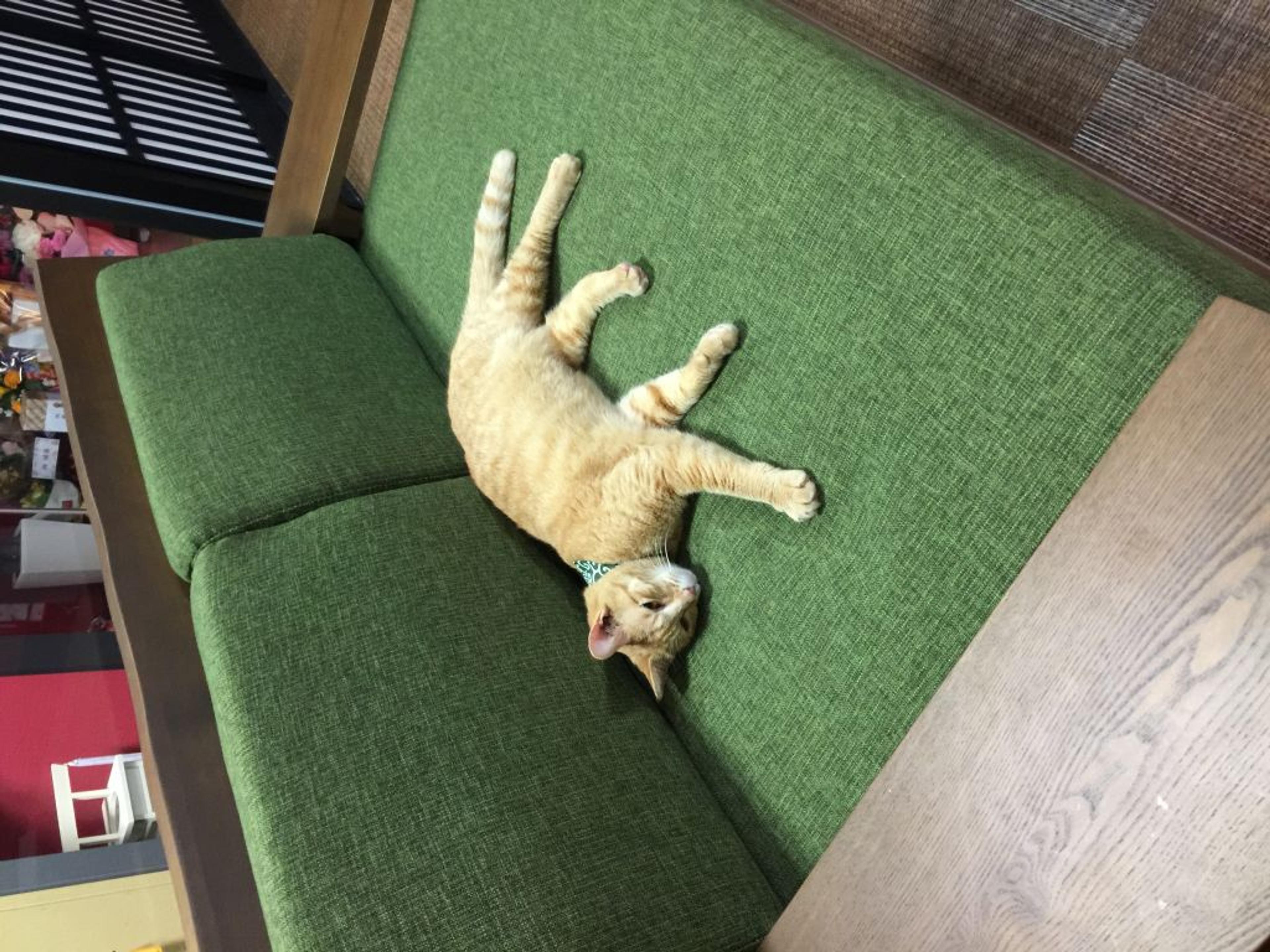 pet-image-2