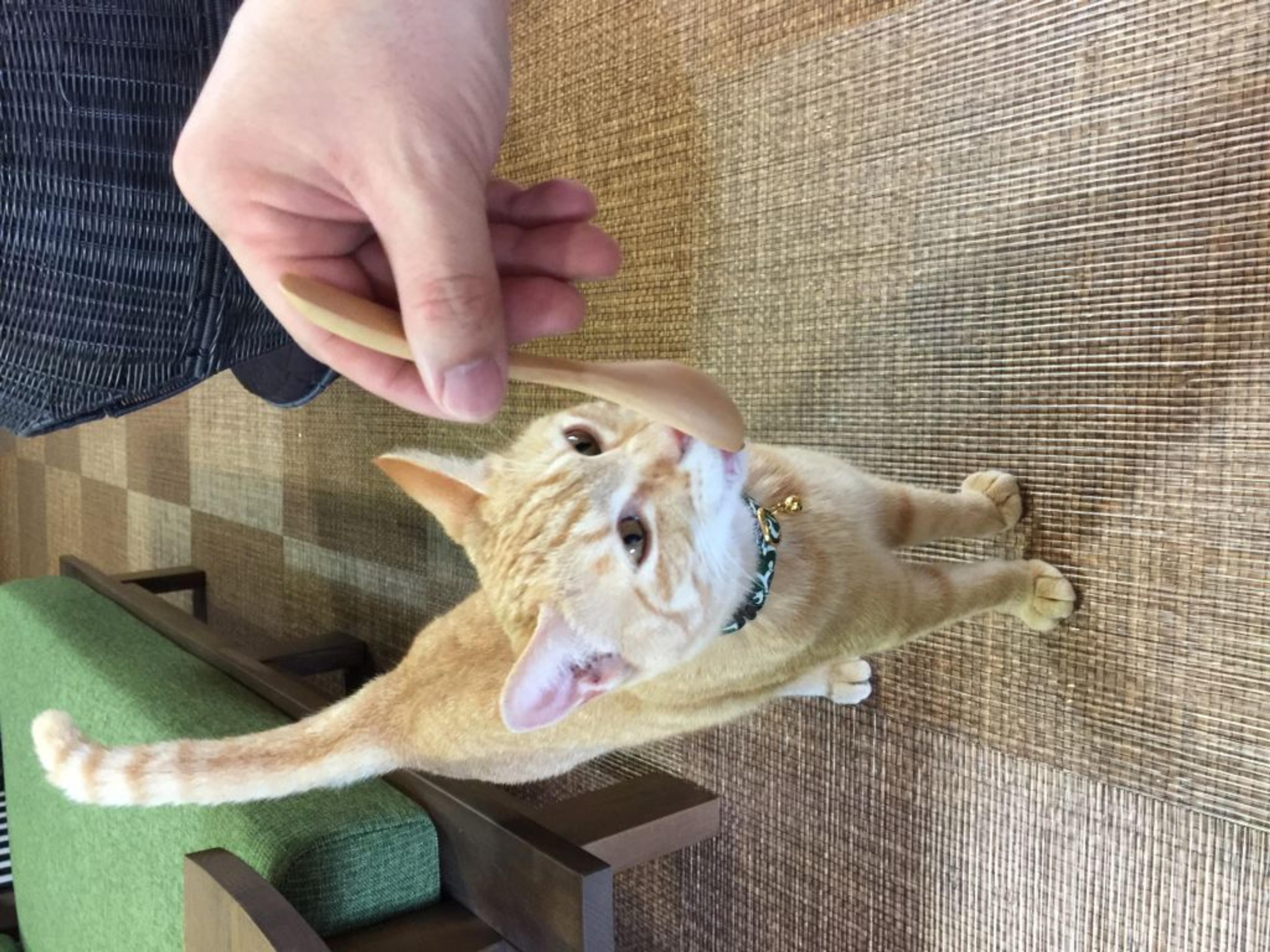 pet-image-3