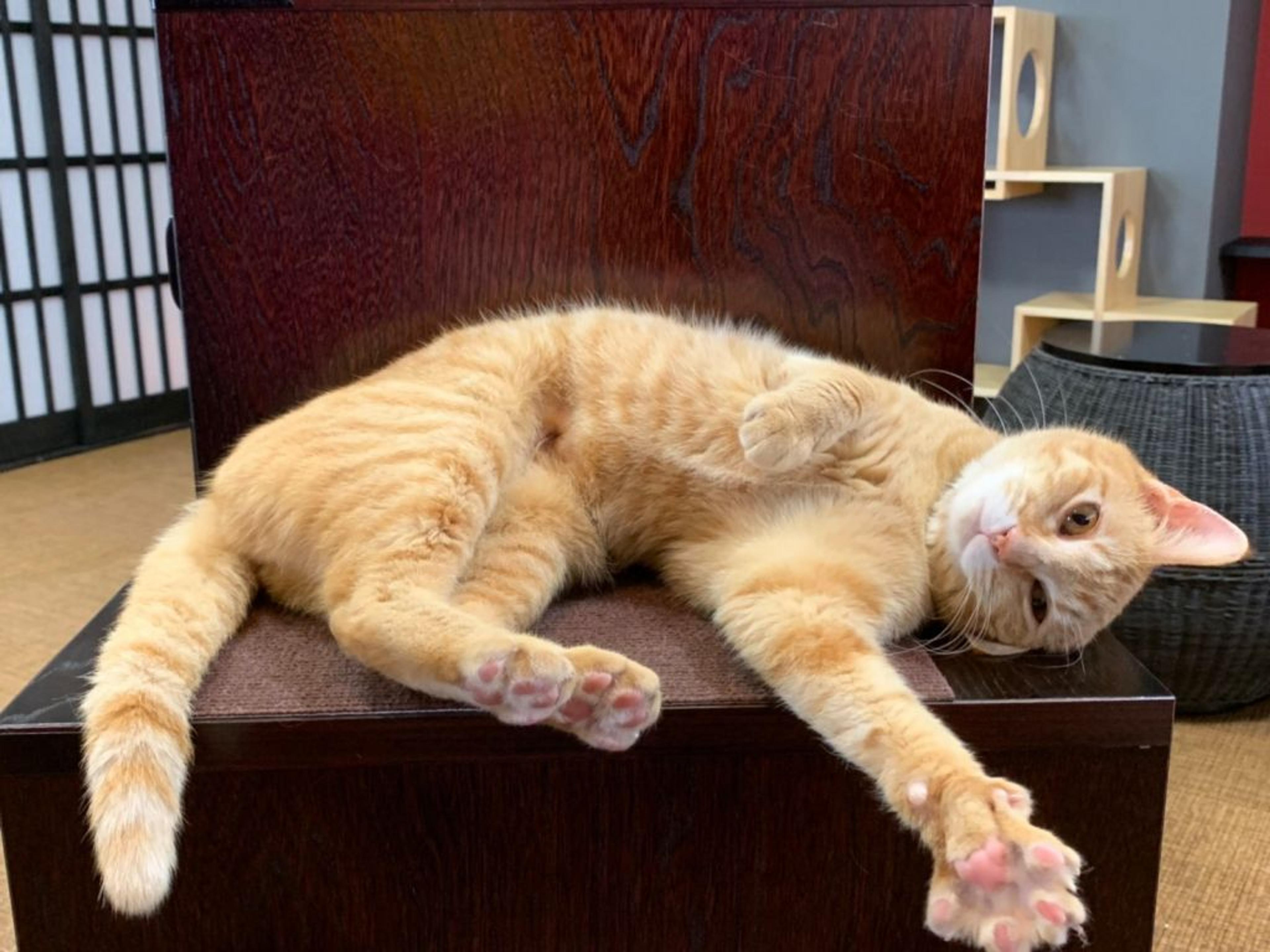 pet-image-4