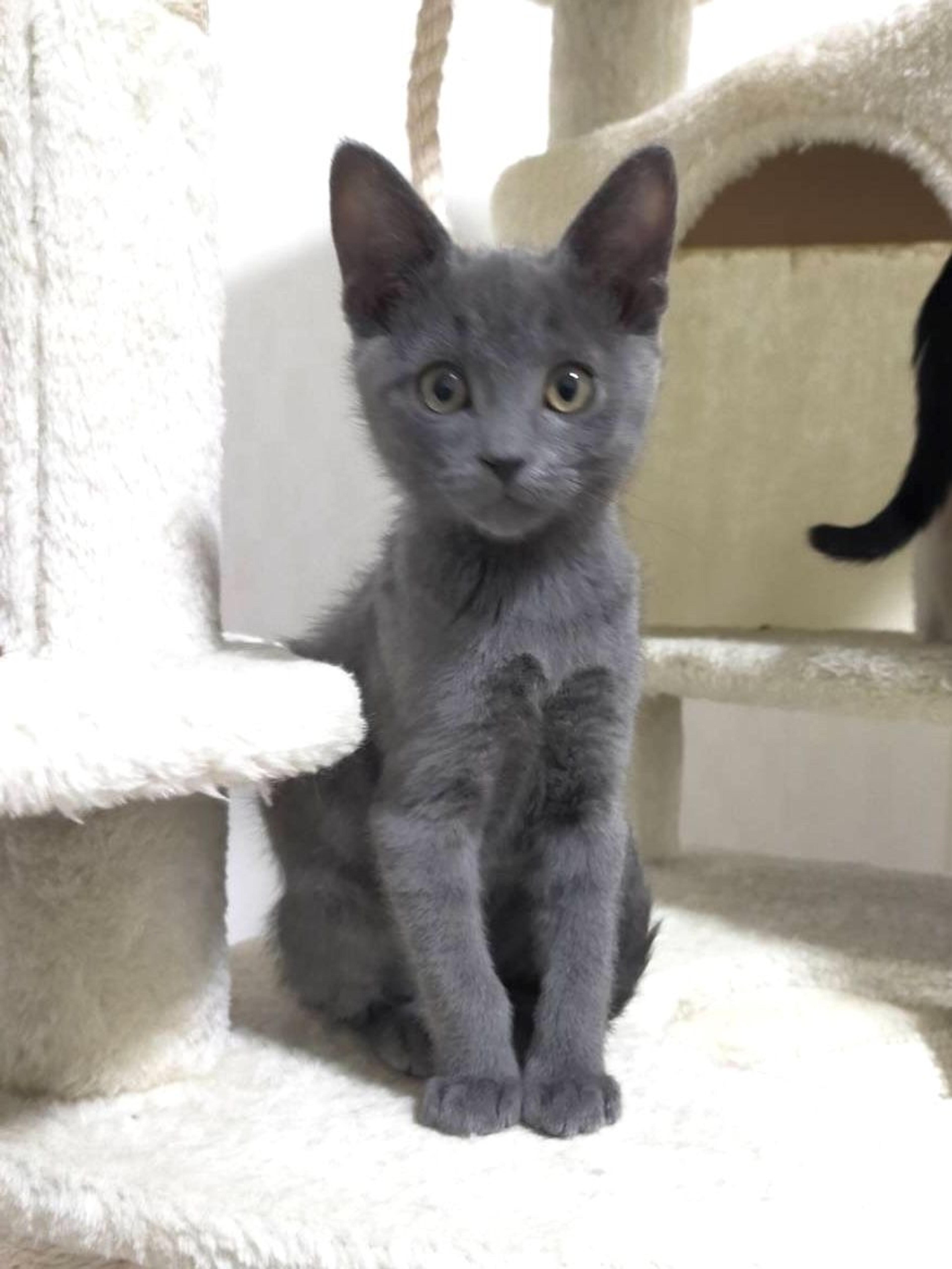 pet-image-3