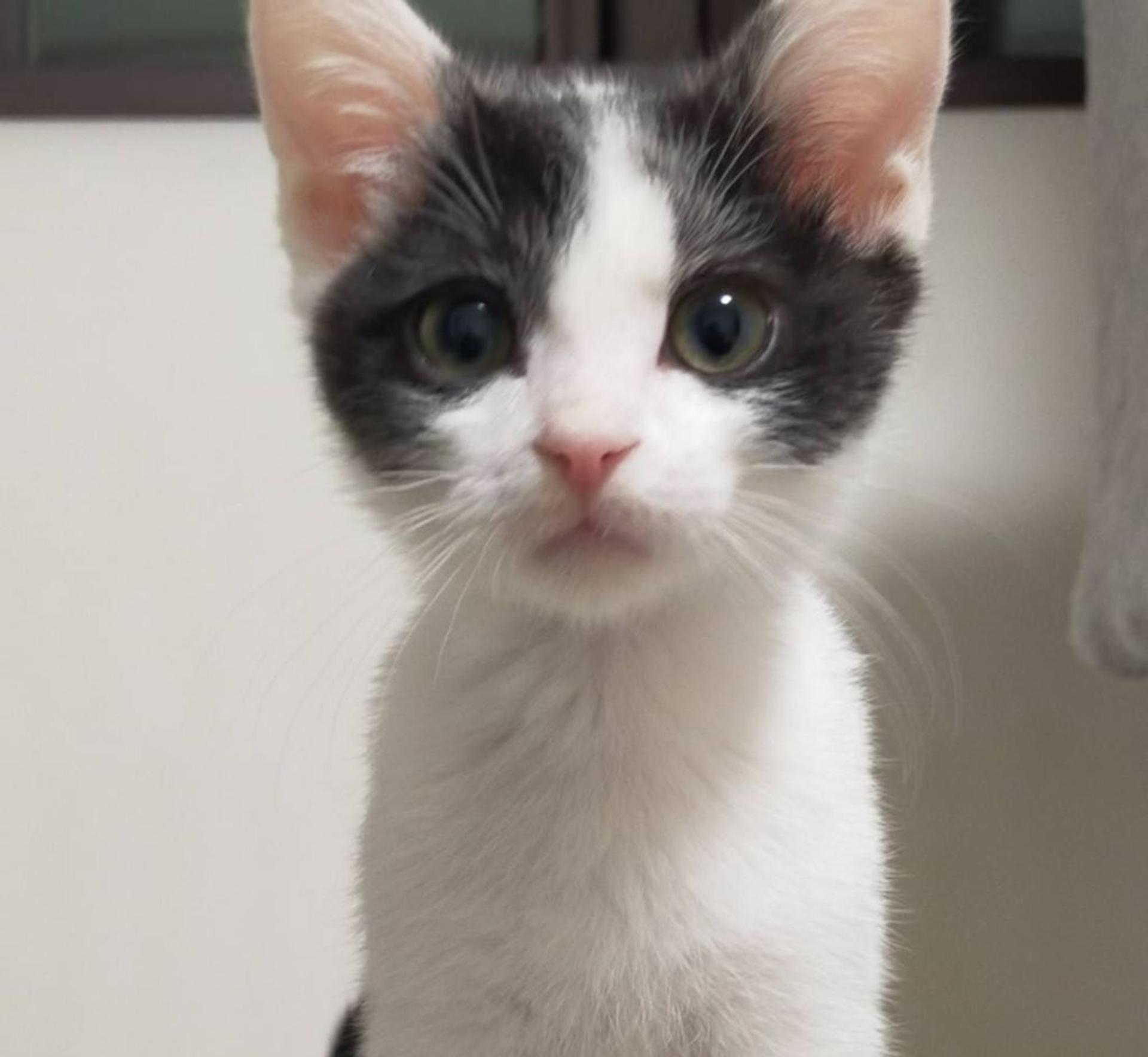 pet-image-2