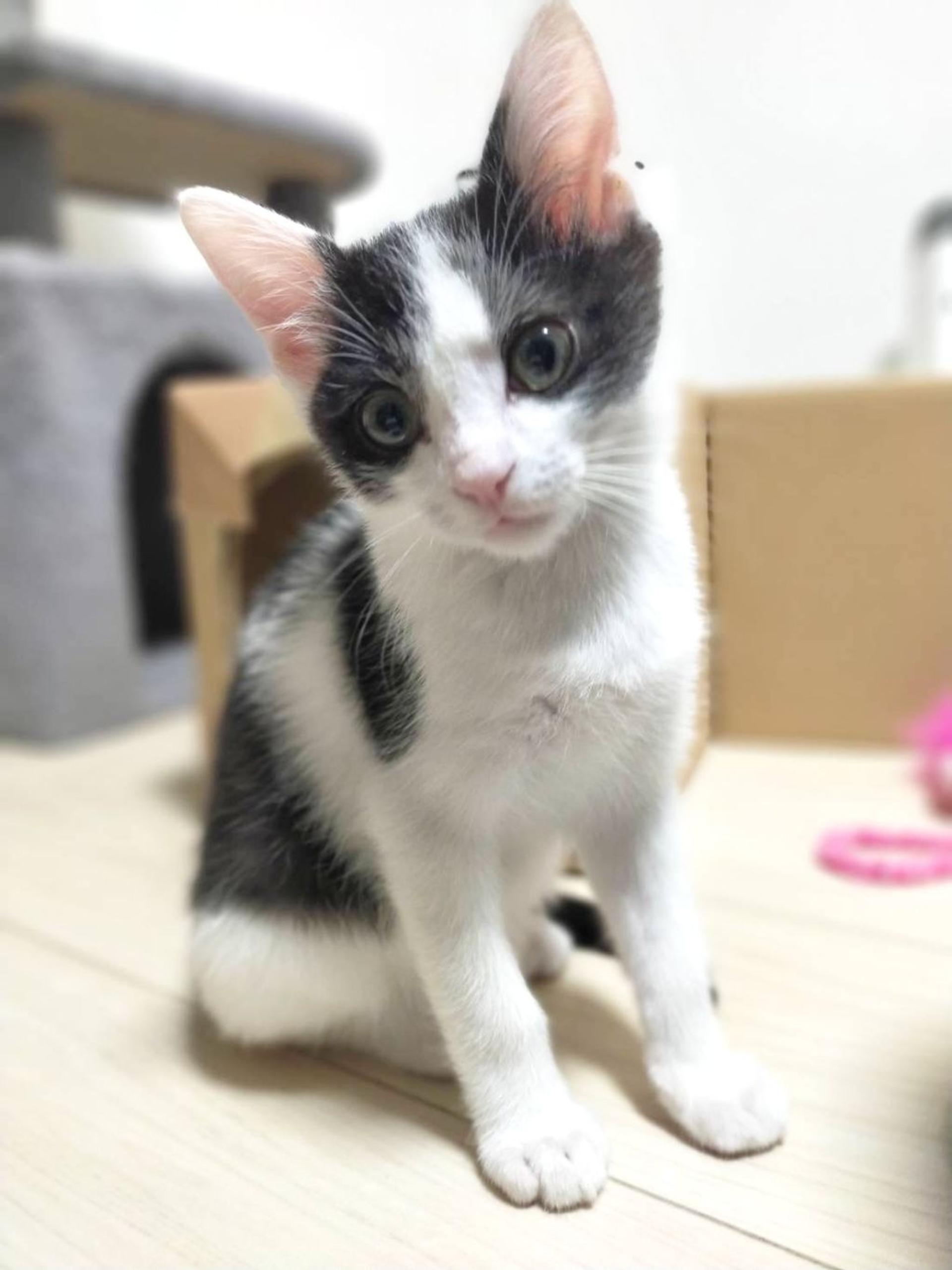 pet-image-3