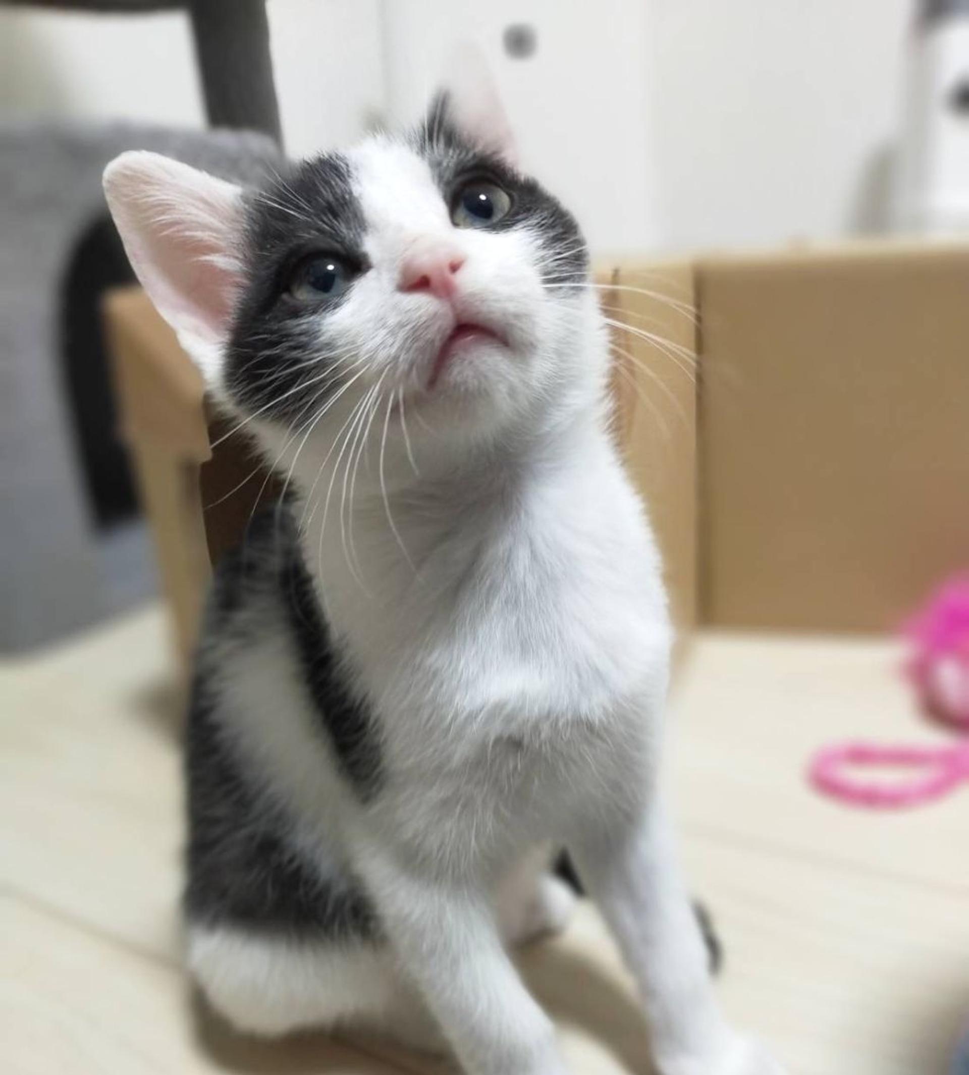 pet-image-4