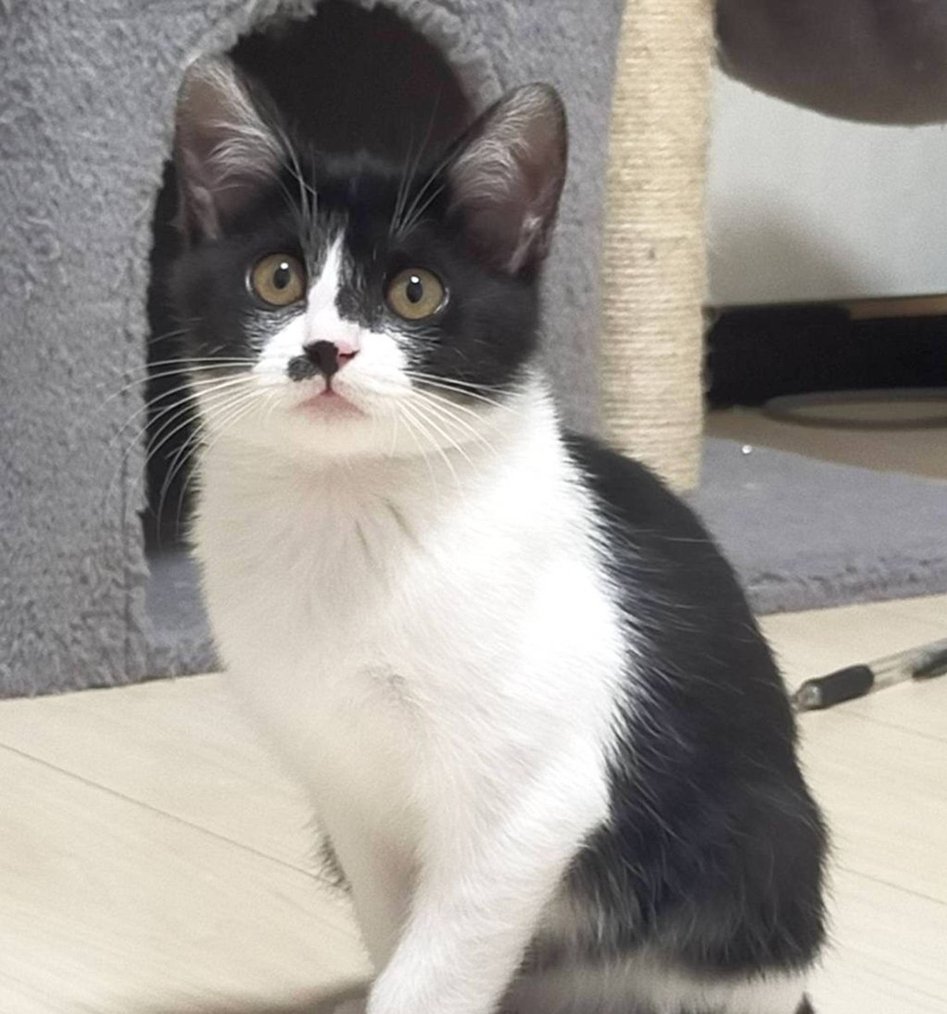 雑種（ミックス猫）・メスの里親募集の写真
