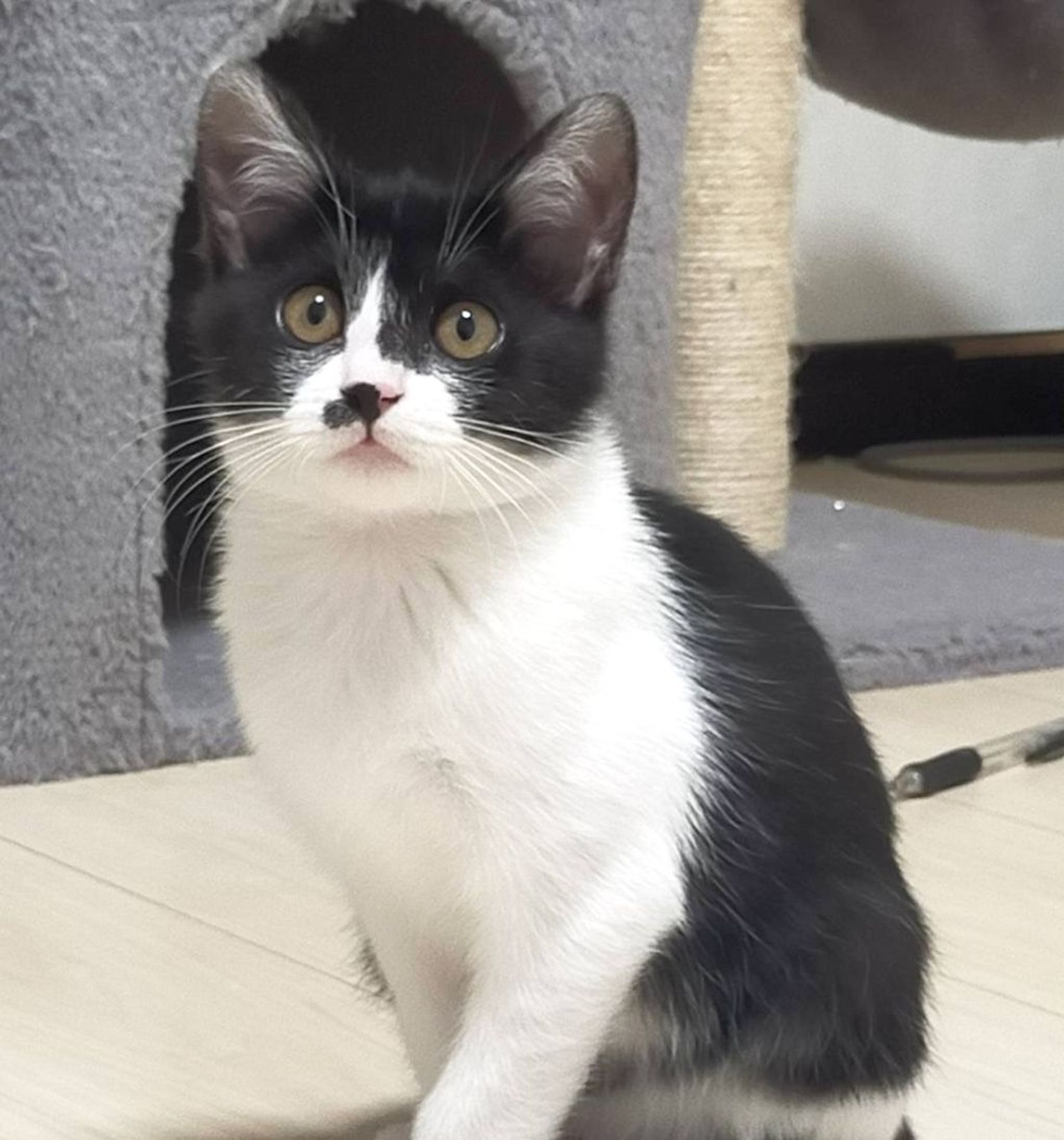 雑種（ミックス猫）・メスの里親募集の写真