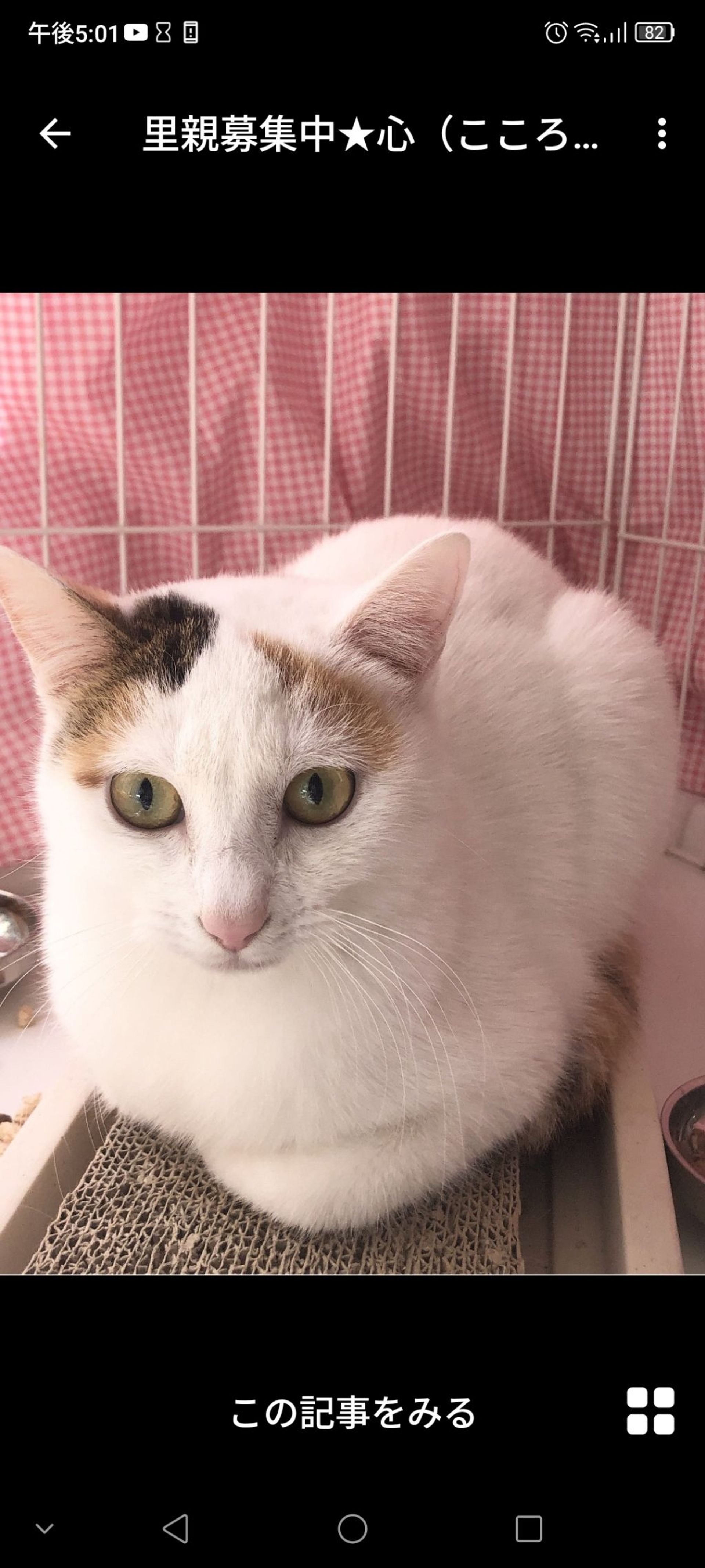 日本猫・メスの里親募集の写真