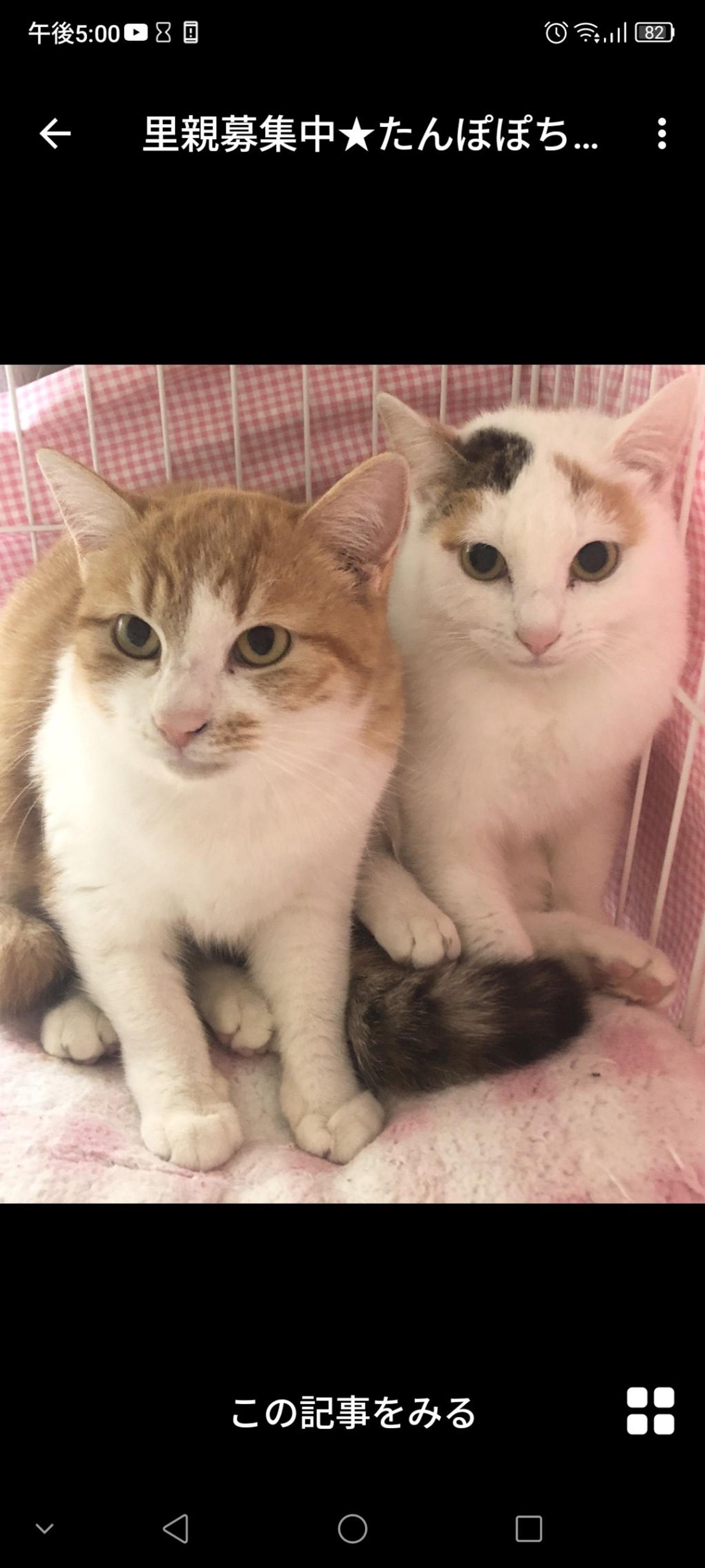 pet-image-2