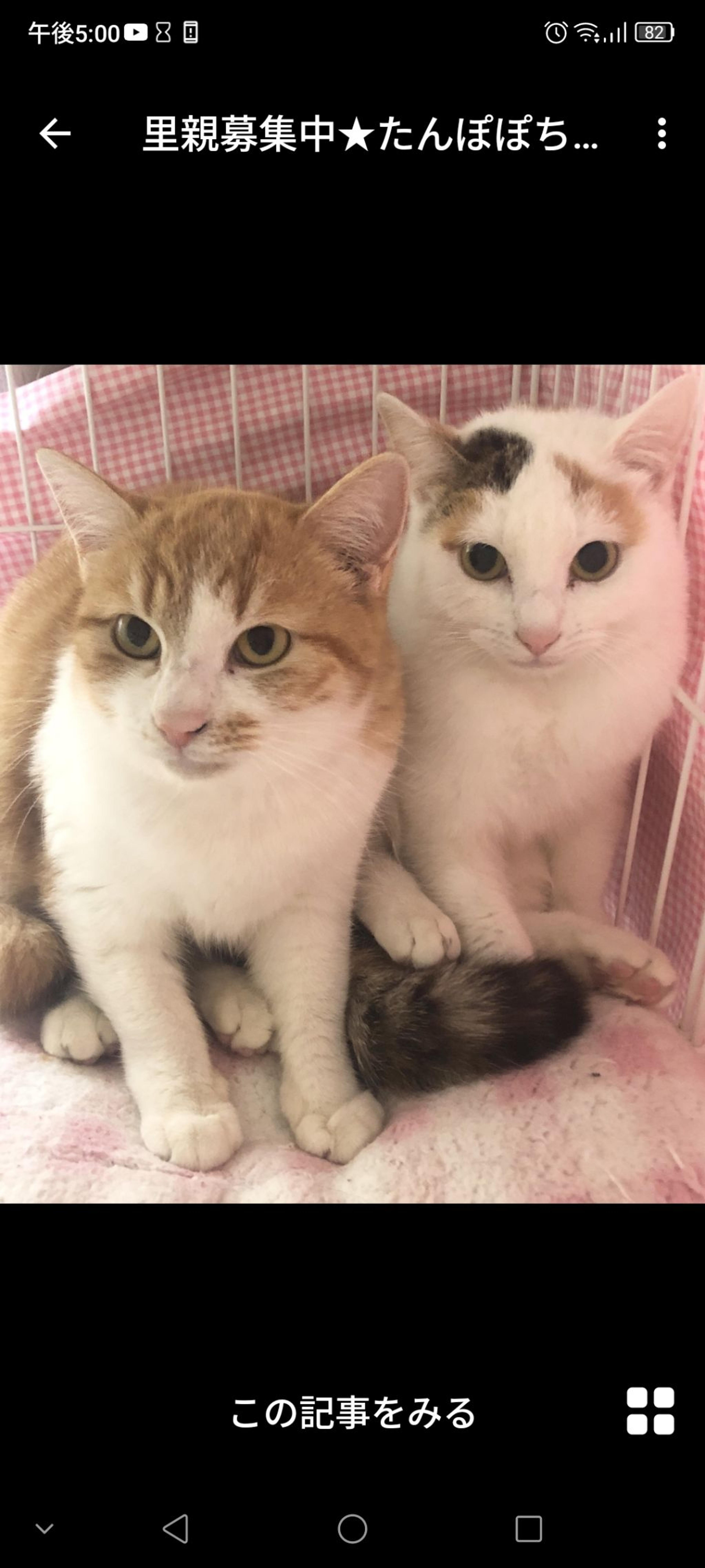 pet-image-2